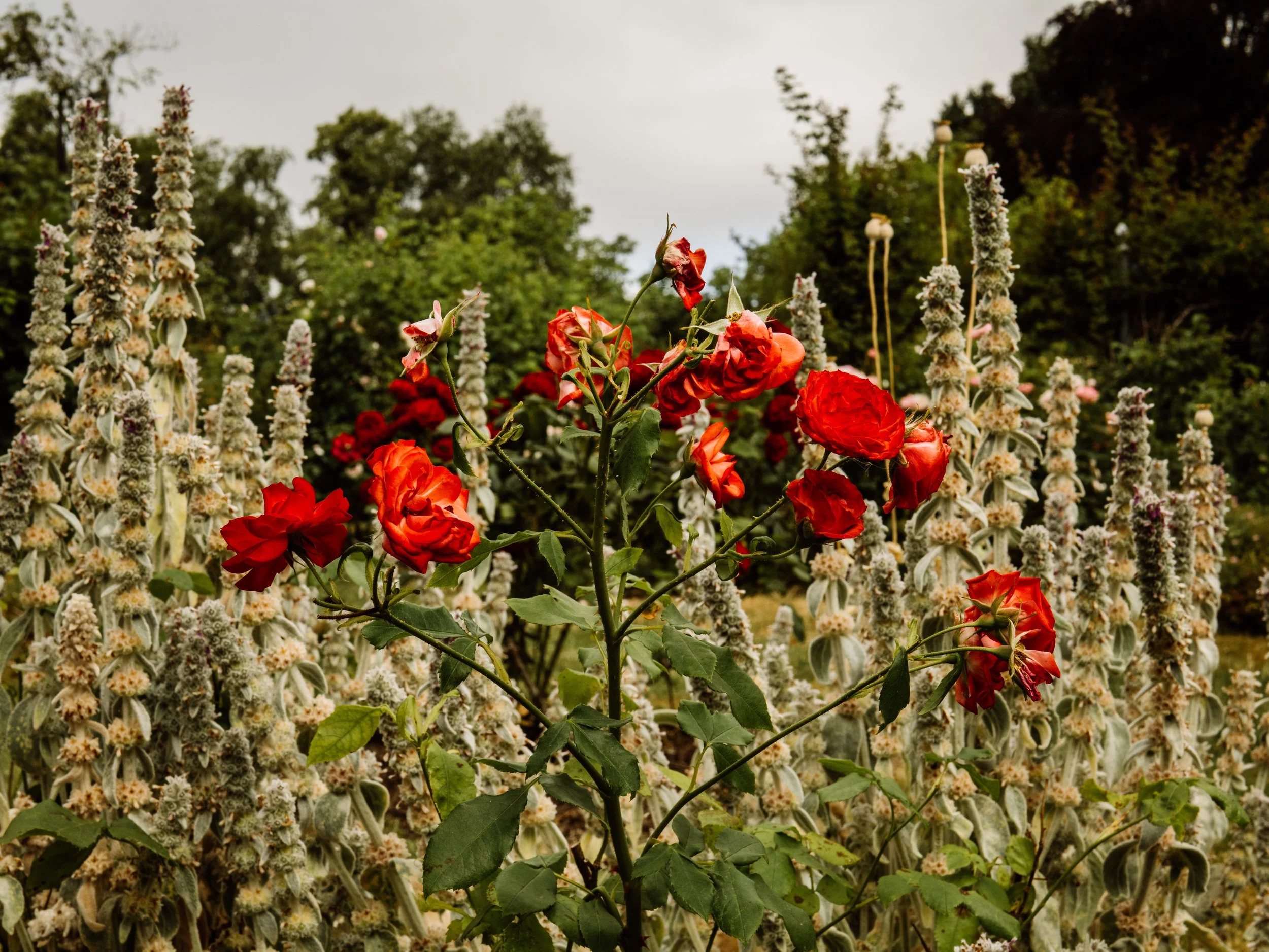 Botanical-76.jpg