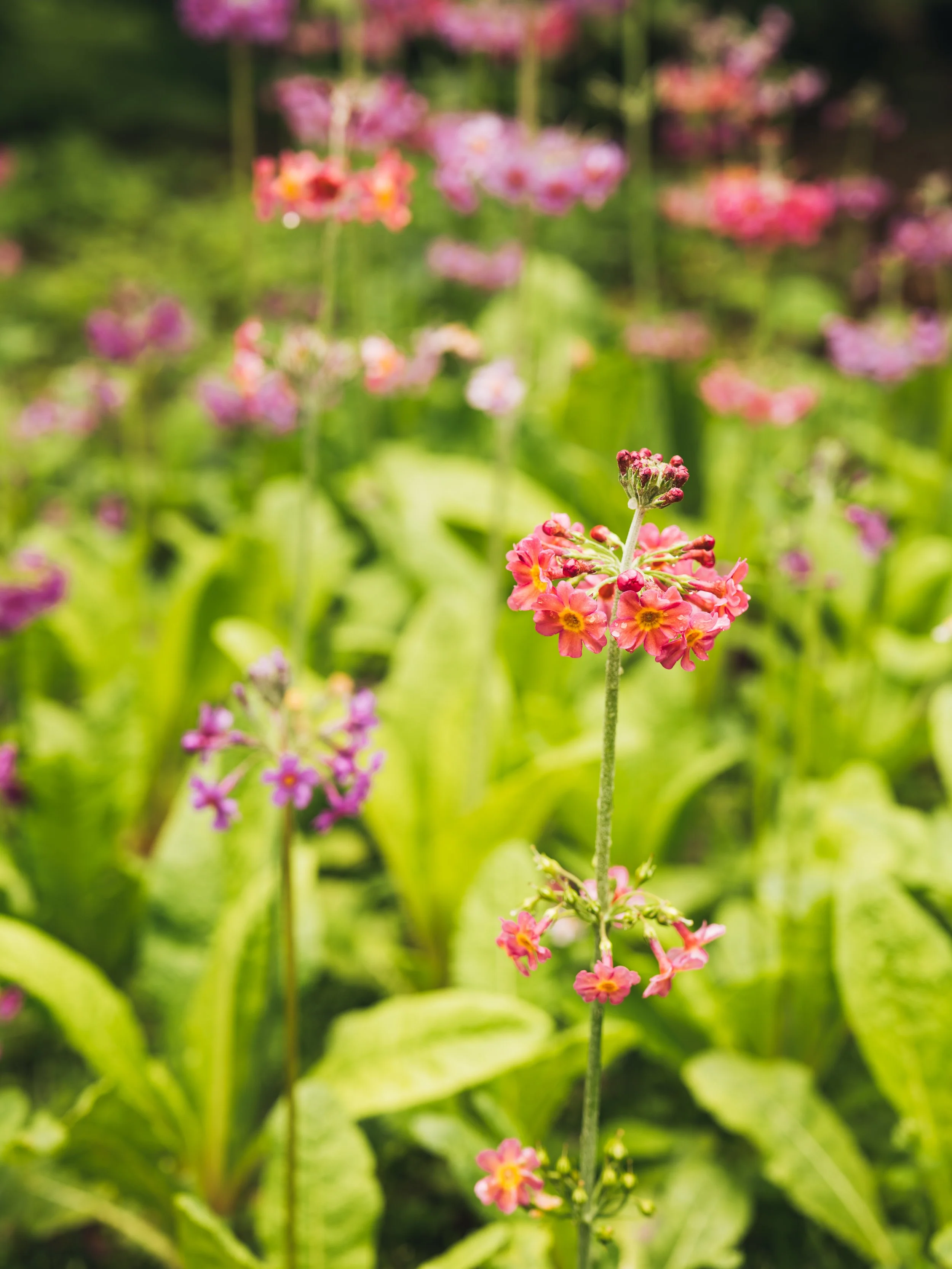 Wentworth Castle Gardens-57.jpg