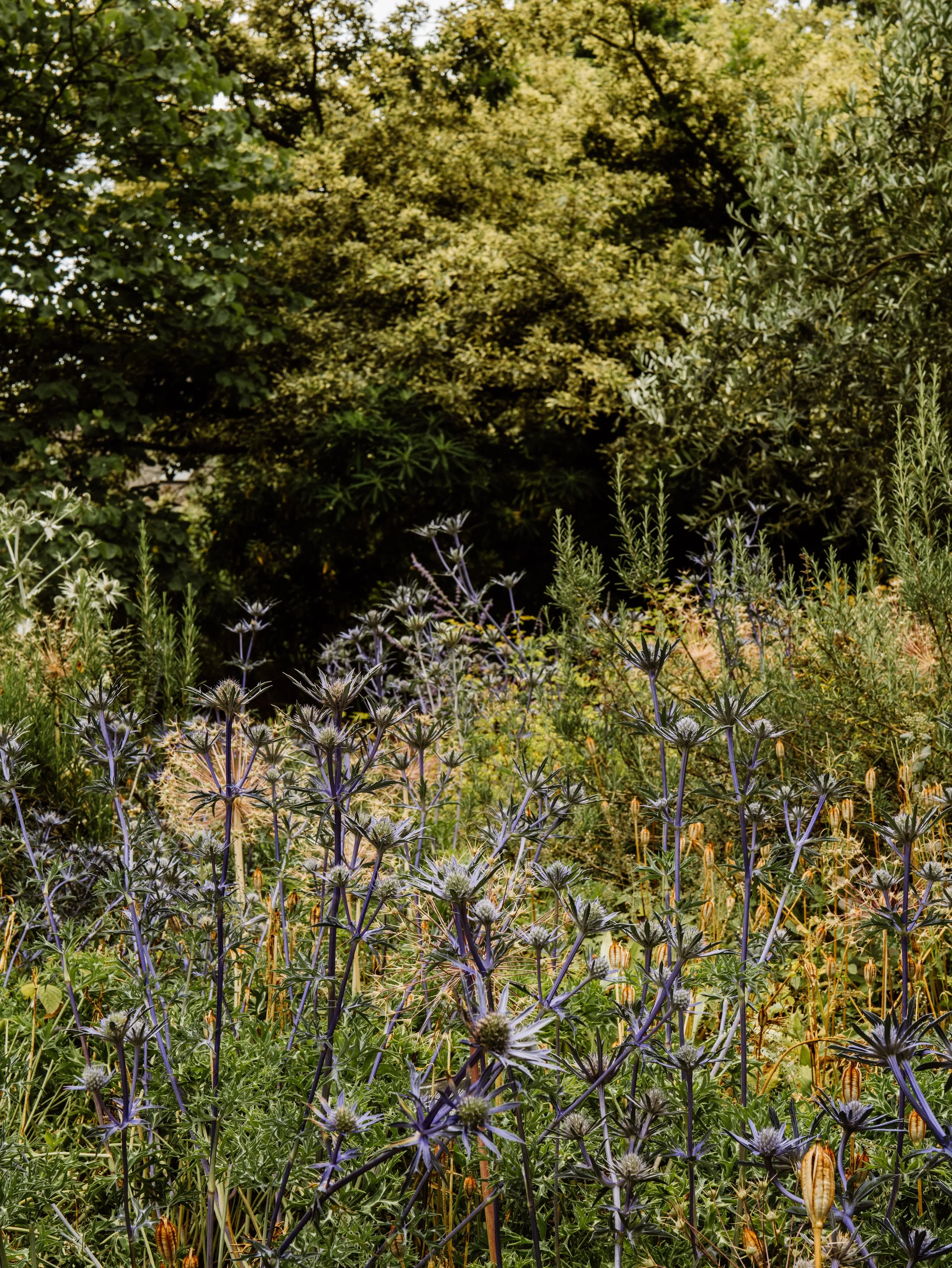 Botanical-84.jpg