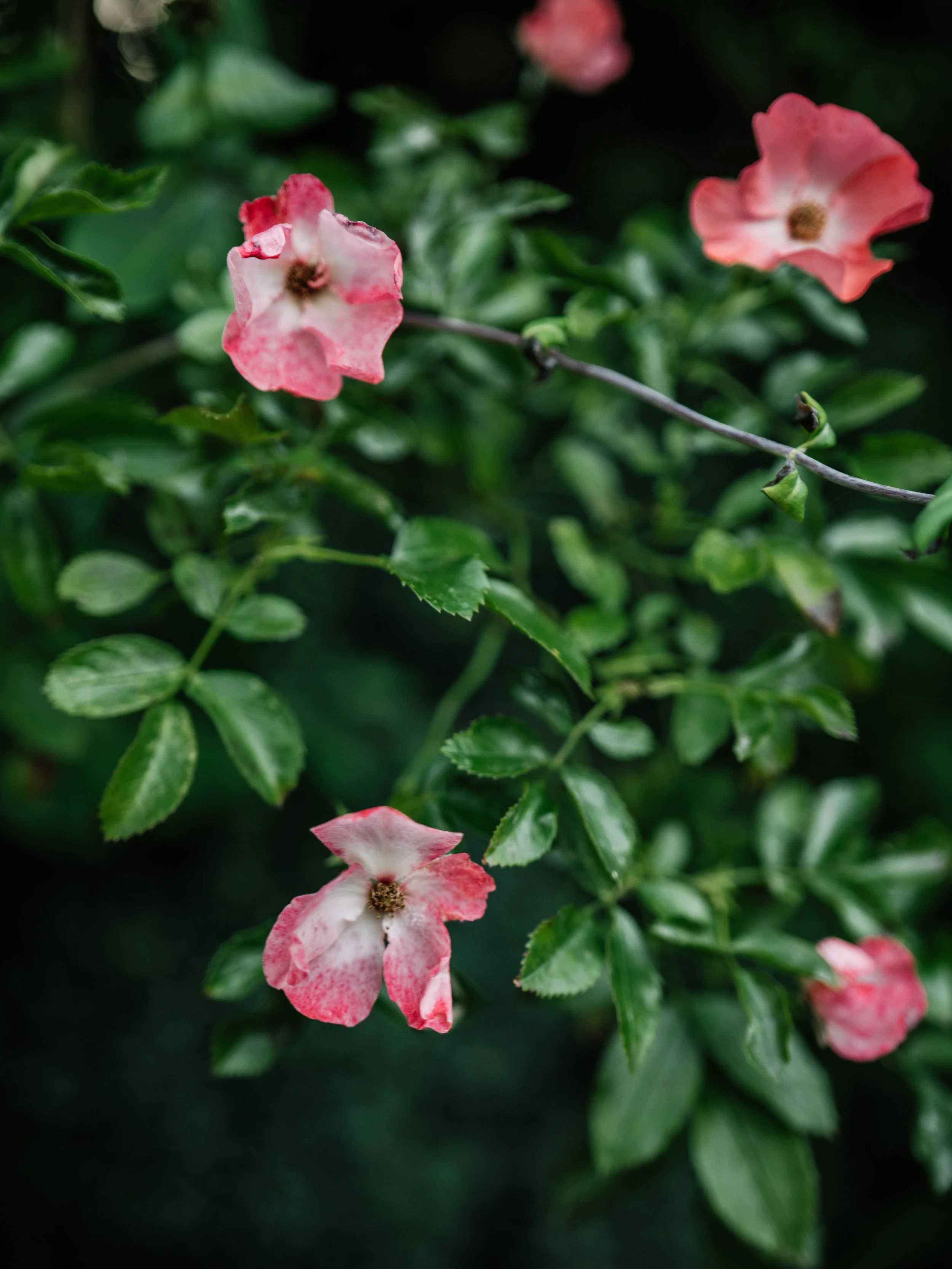 Our Garden-17.jpg