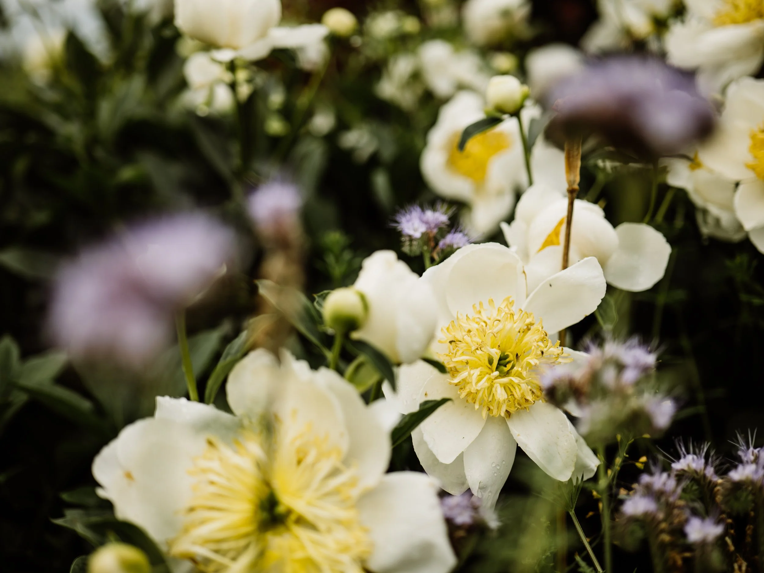 Wentworth Castle Gardens-8.jpg