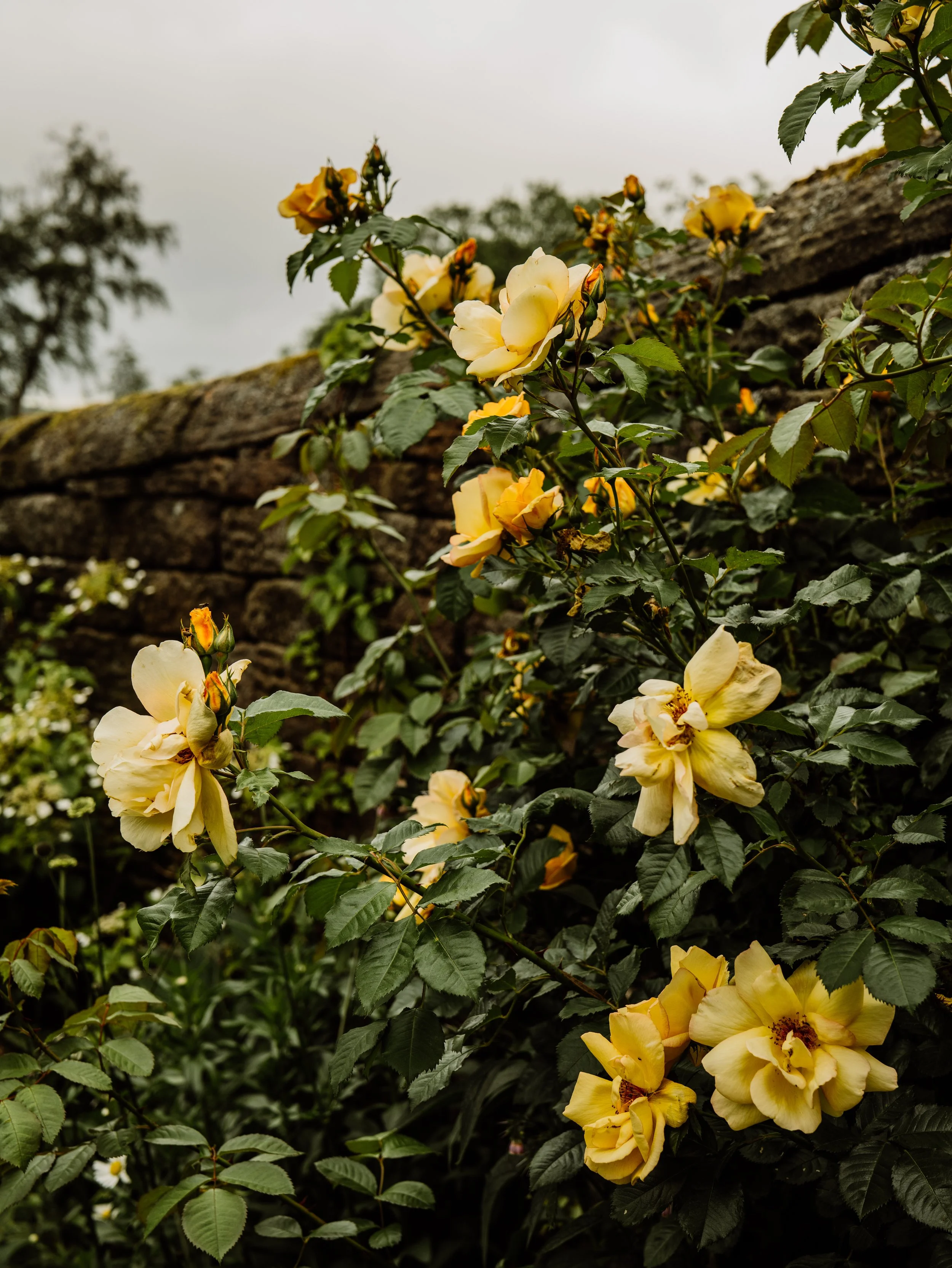 Longshaw-23.jpg