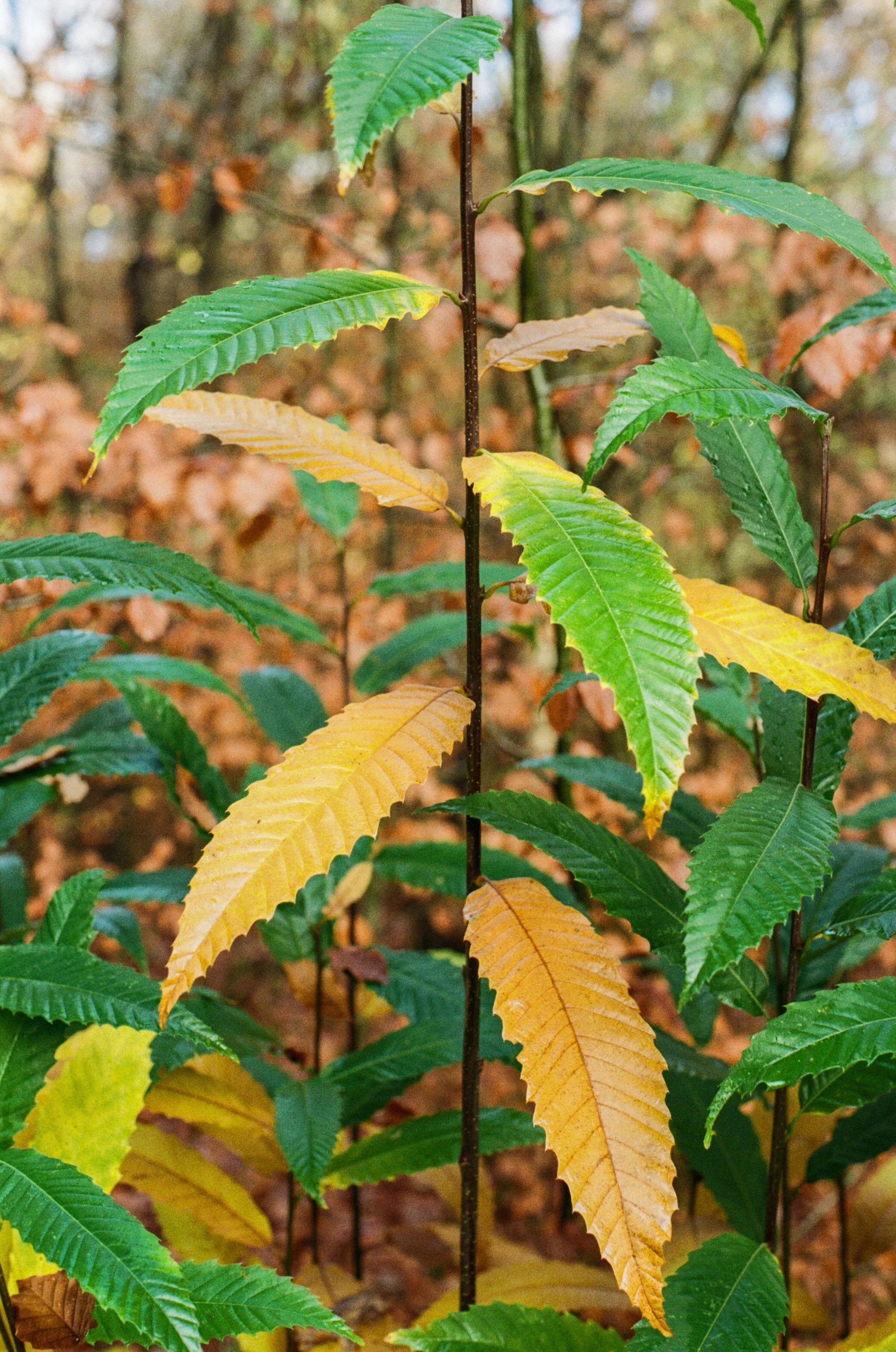Walking colour-6.jpg