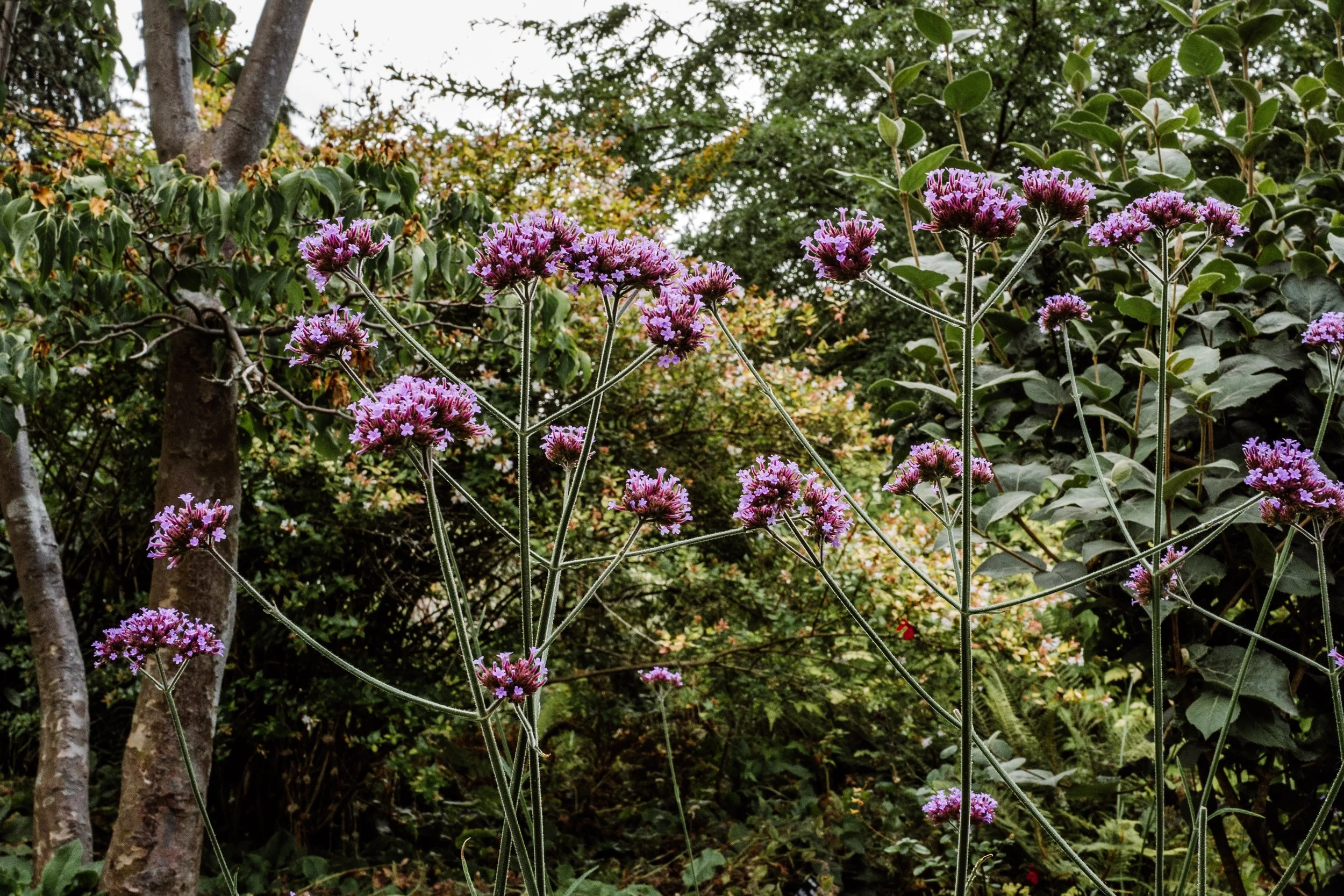 Botanical-69.jpg