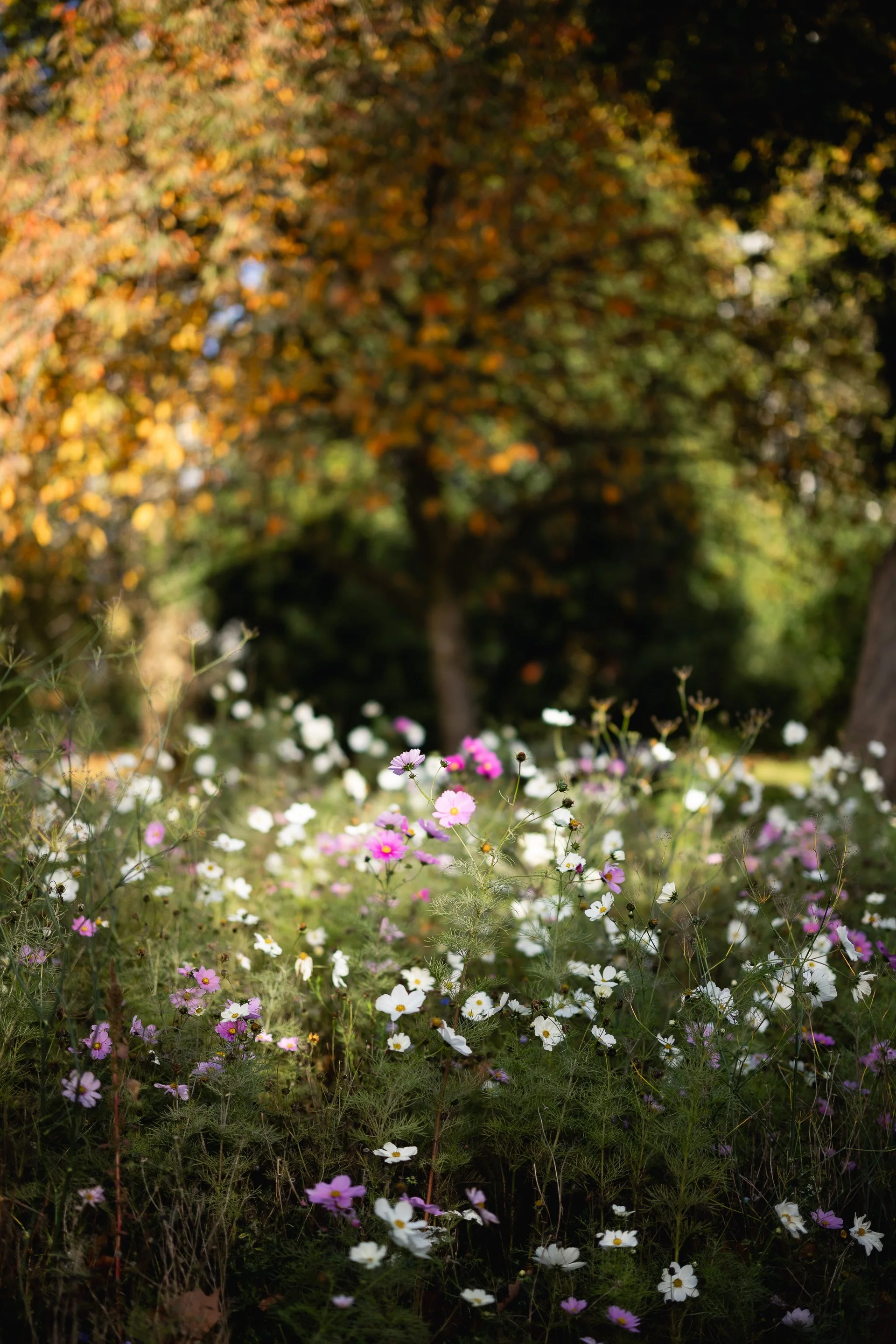 Kira & Joe Engagement Photoshoot High Resolution-4.jpg