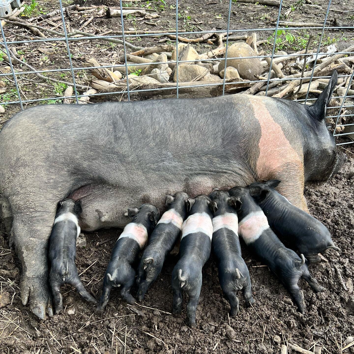 Mom and all seven piglets doing great! Week one! #pig #pigs #pigsofinstagram #piglets #farm