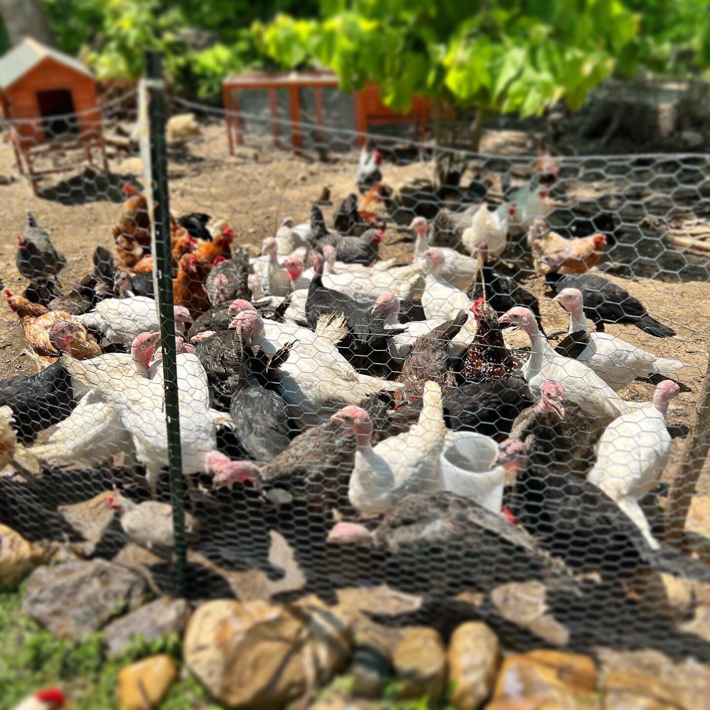 Hot sunny day means traffic jam at the water bowl! 

#turkeys #chickens #farm #garden #regenerative #sustainable #homestead #farmlife #animals #farmanimals #reels