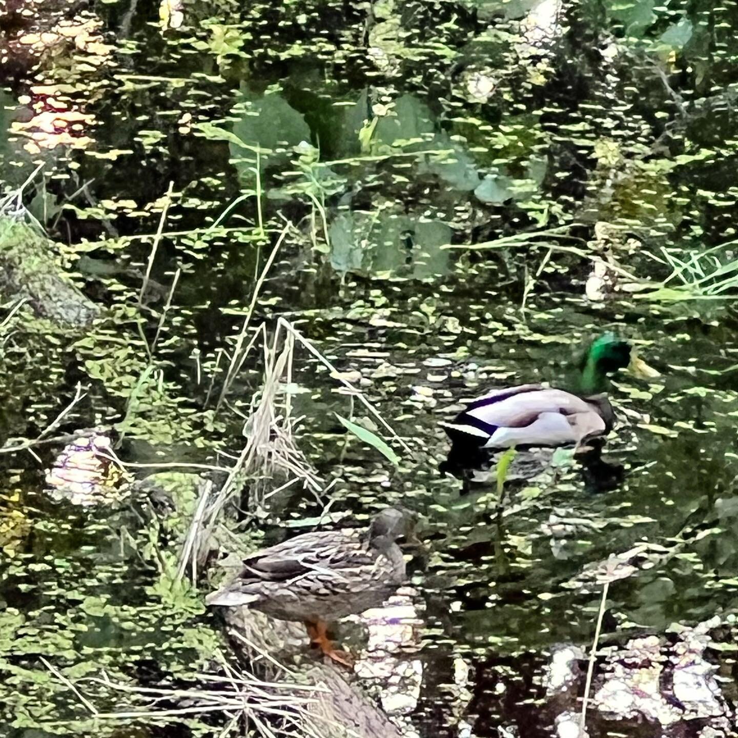 Can you spot the other duck? Two ducks have taken to the wetlands around our home. A female &amp; a male. Welcome to the team! 

#farm #ducks #freerange #regenerative #sustainable #homestead #nature #farmlife #garden #animals #friends