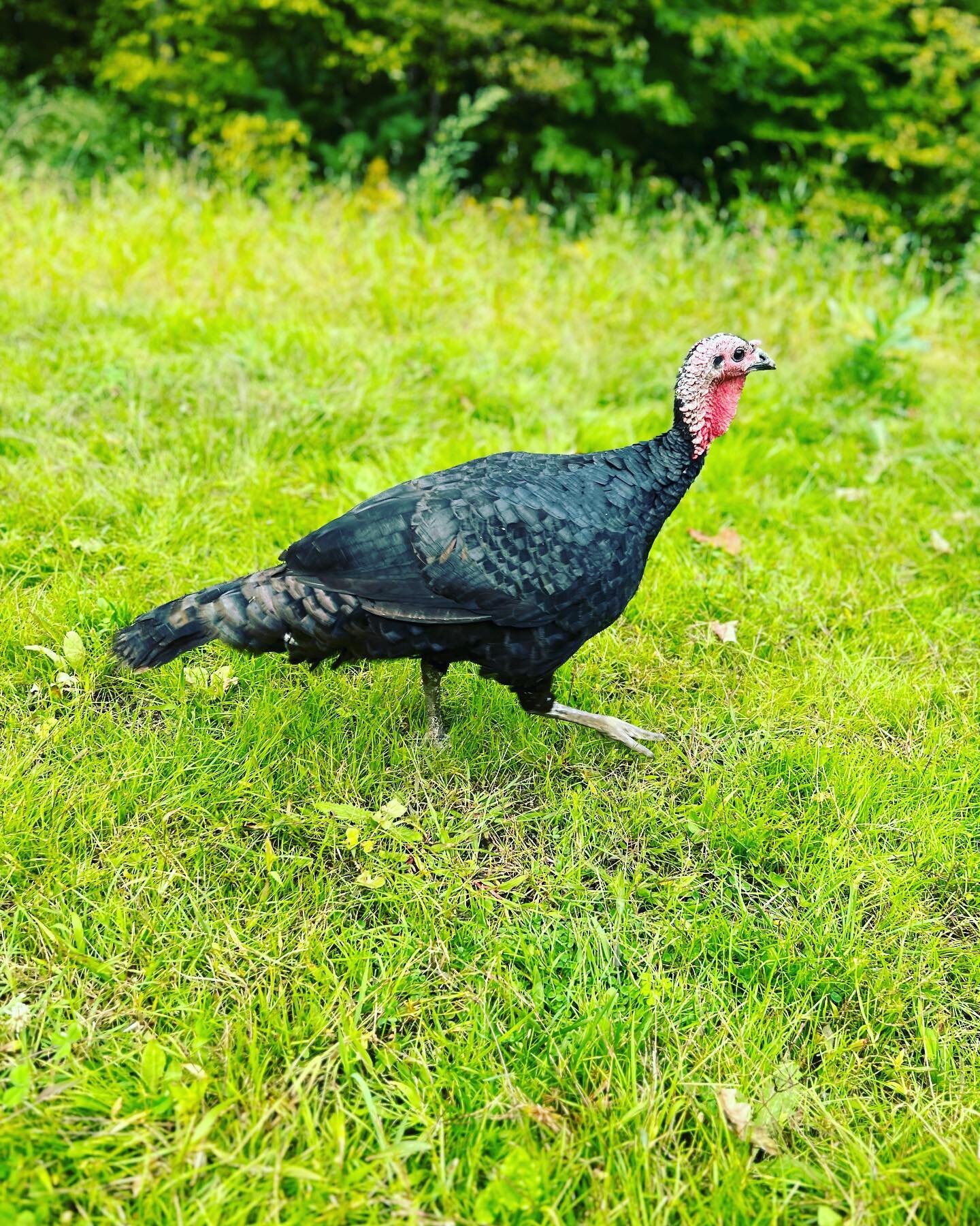 Turkeys are growing great! Which is your favorite - artisan black? Broad breasted bronze? Midget or giant white? We also have heritage breeds Narragansett and blue slate. Soooo much better than the commercial breeds! Get your order in today.