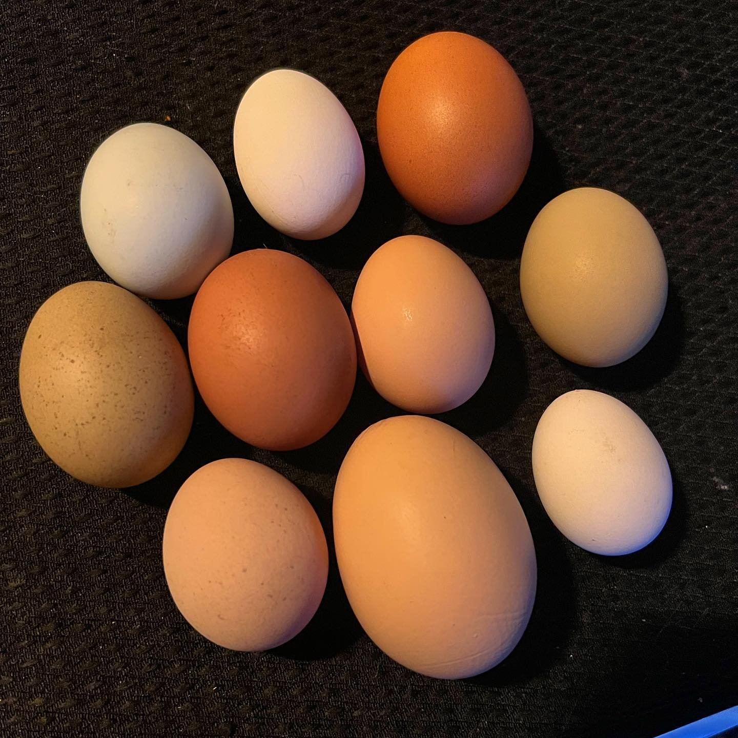 The many sizes, shapes and colors of chicken eggs. Who&rsquo;d a thunkin&rsquo;? All the same color on the inside, however.  And amazing flavor. Orange yolks not yellow i.e. nutrient dense 💪