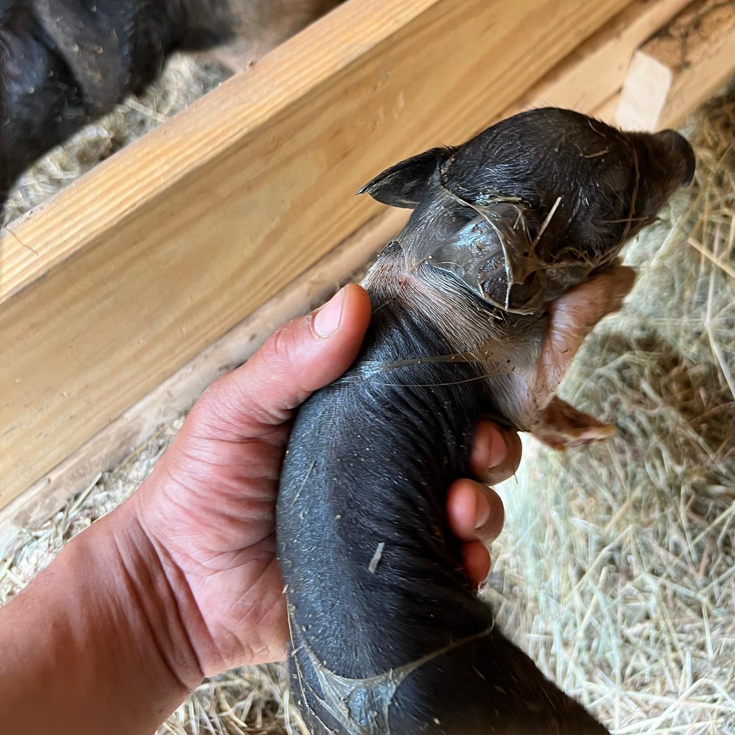 They&rsquo;re here! Seven vibrant piglets birthed last night and added to the farm! Mom is doing great! We are excited and busy getting to work. Follow along and watch them grow! 
#piglets #farm