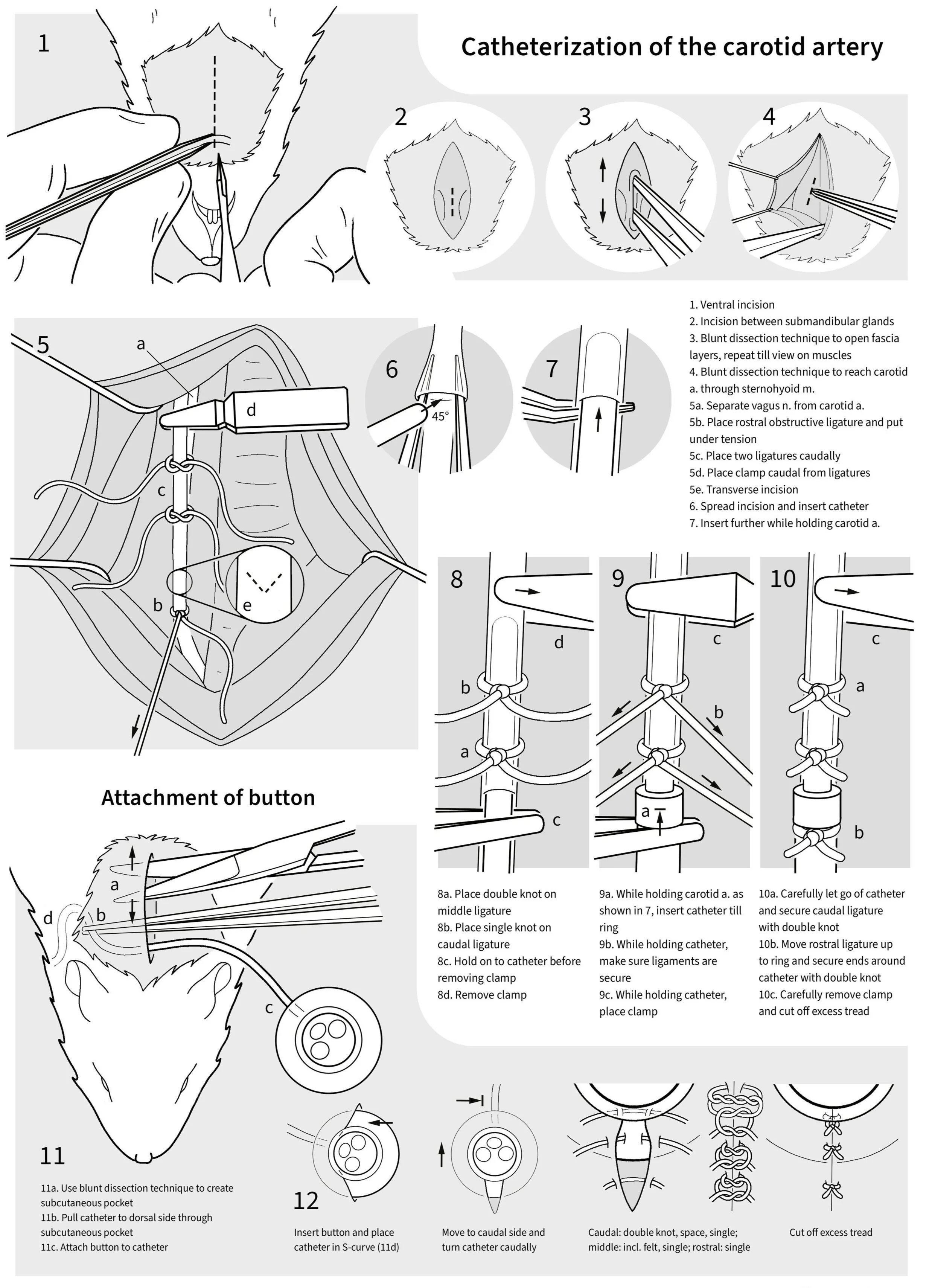 Step%252Bby%252Bstep%252Bprocedure%252Bfor%252Bmicrosurgeon%252Beducation.jpg