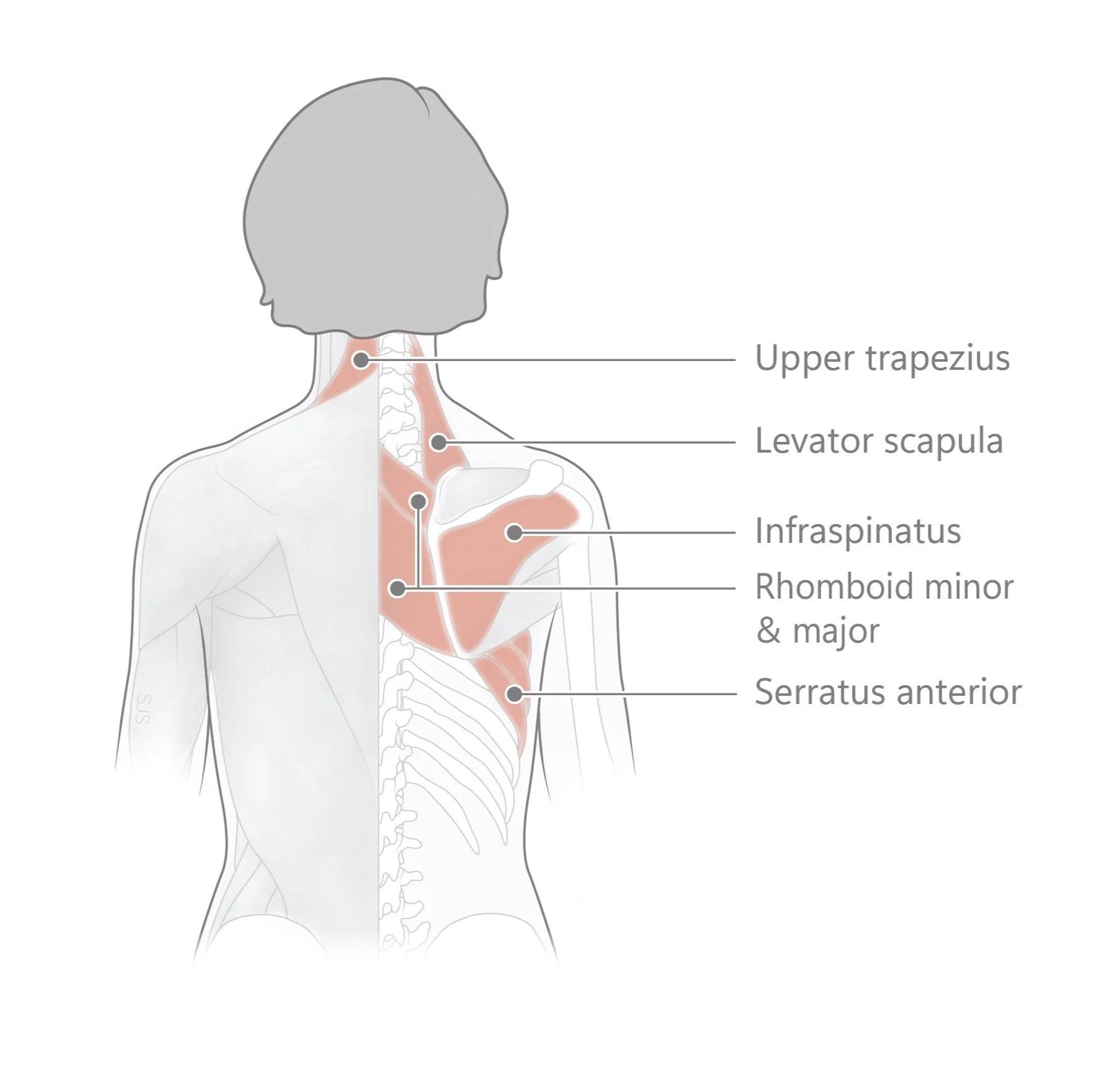 NA+dorsaal+bovenlichaam+met+labels+24-02-24.jpg