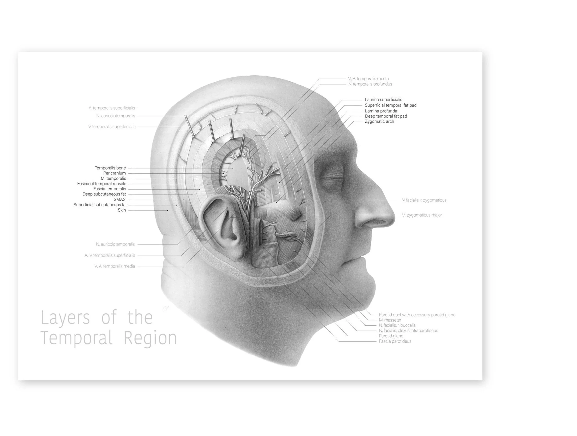 head+dissection+wit-01.jpg