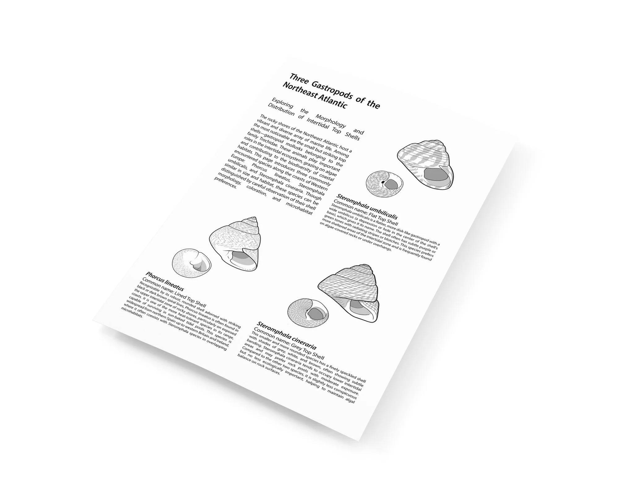 mediamodifier_image (30).jpeg