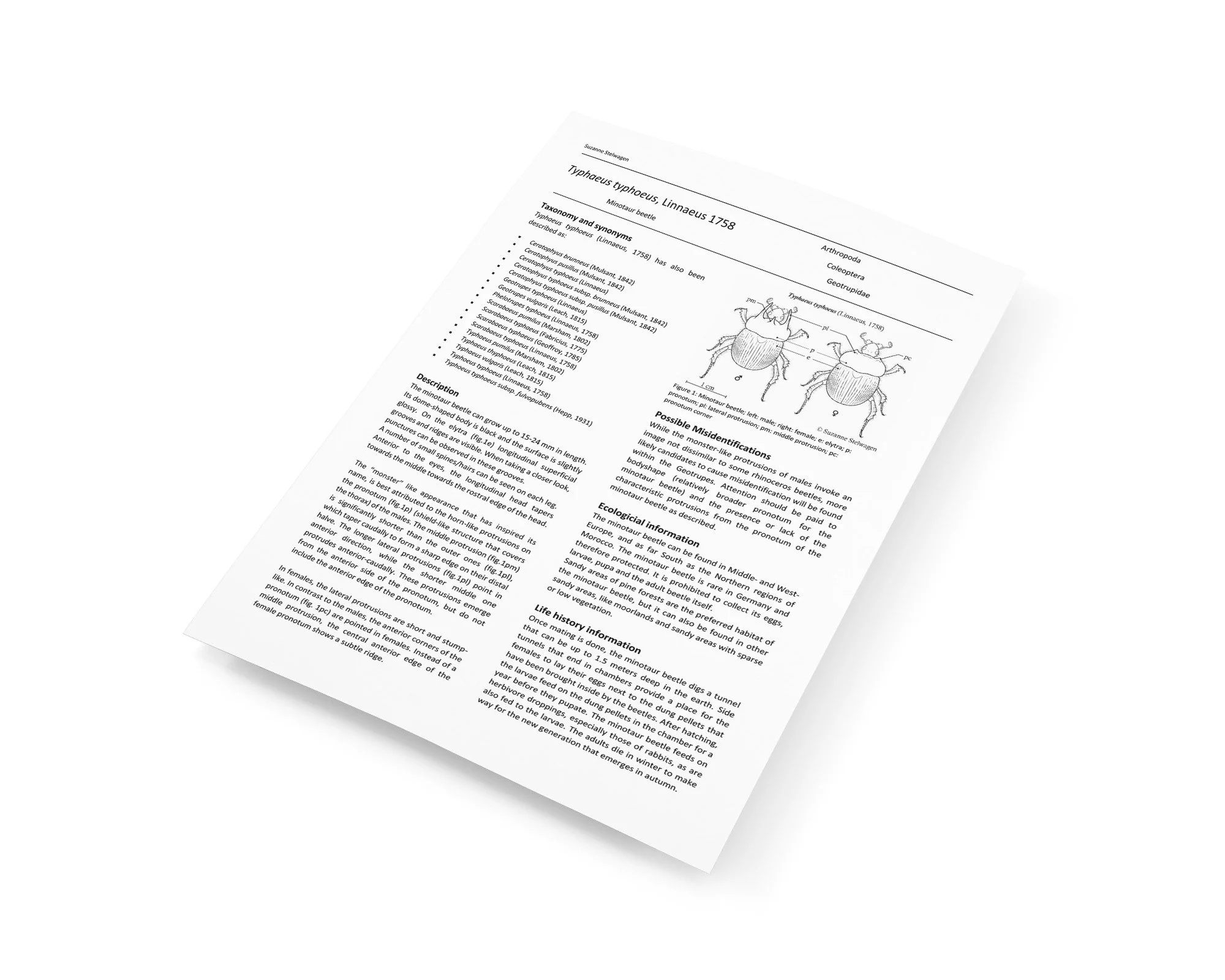 mediamodifier_image (14).jpeg