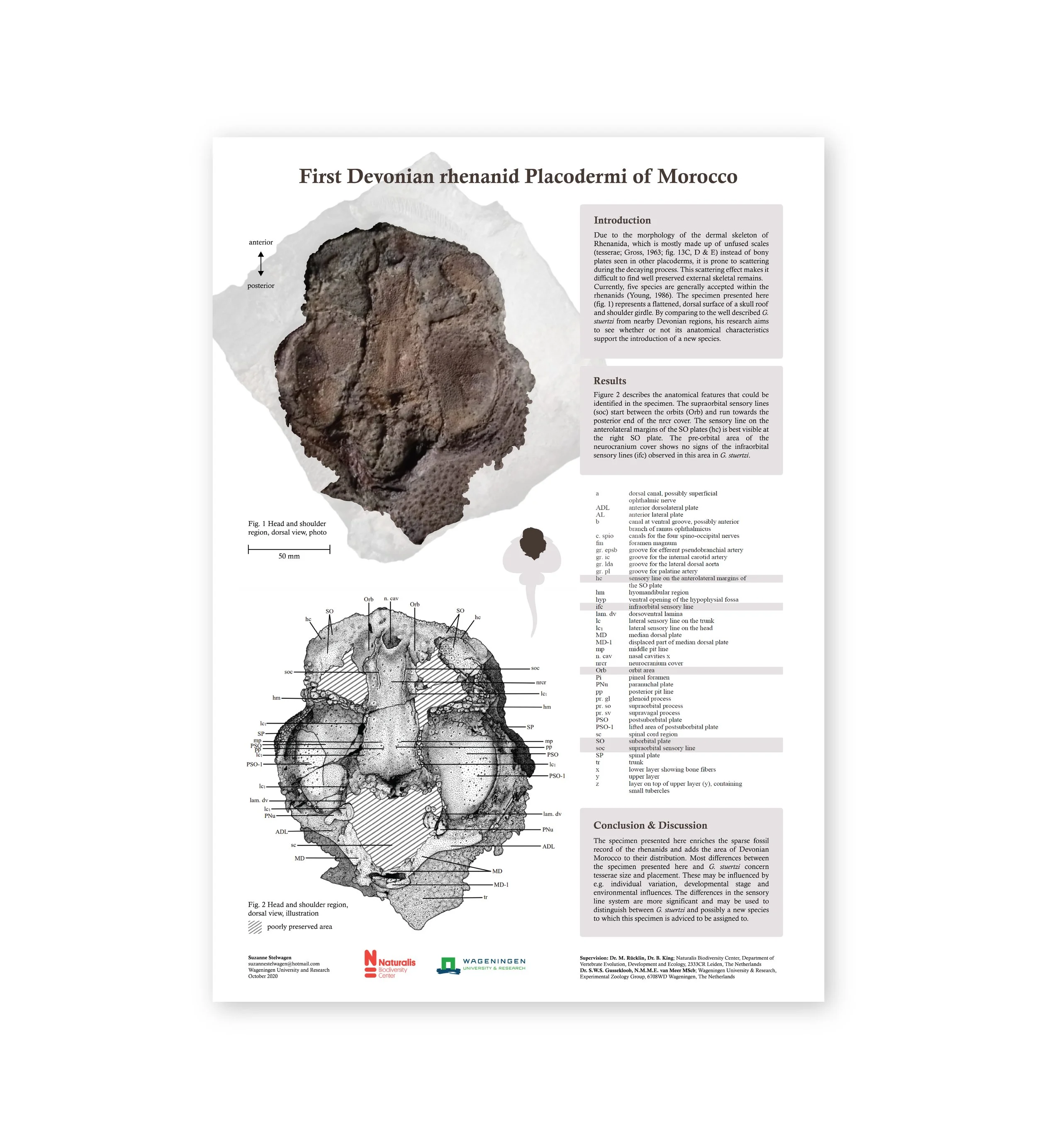 rhenanid poster-07 wit-07.jpg