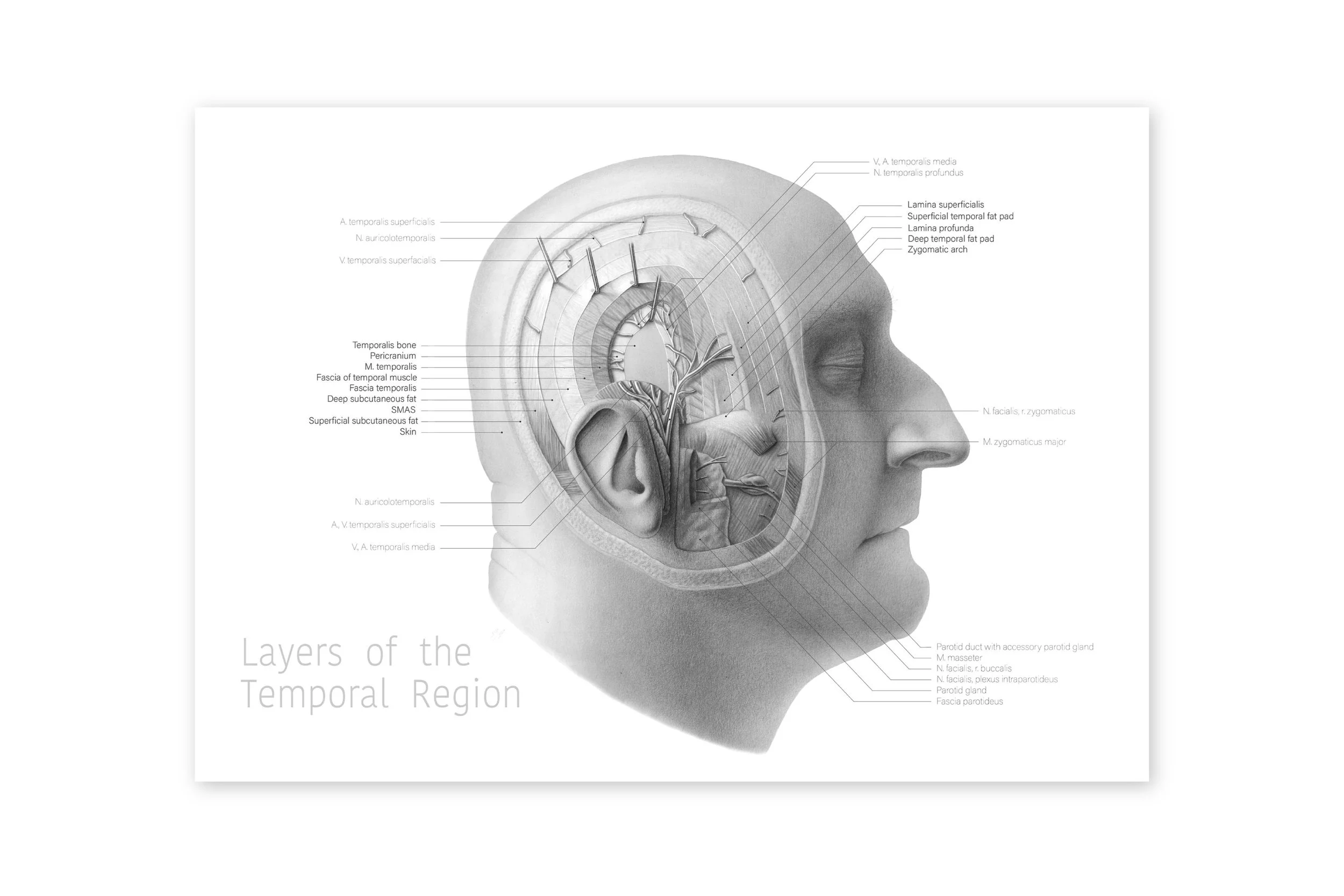 head dissection wit-01.jpg