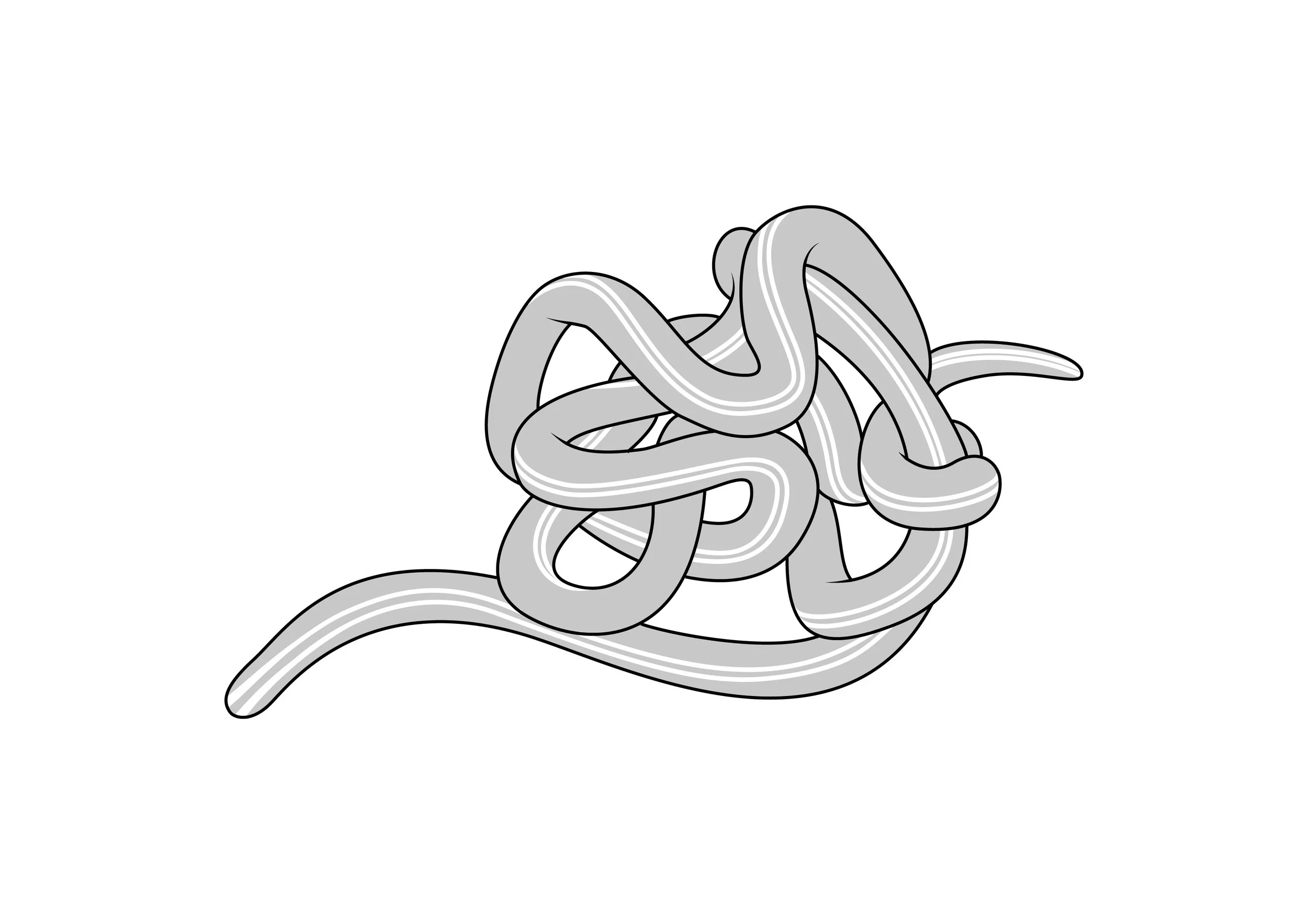 Tabel 9 Nemertea_Siphonenteron bilineatum.jpg