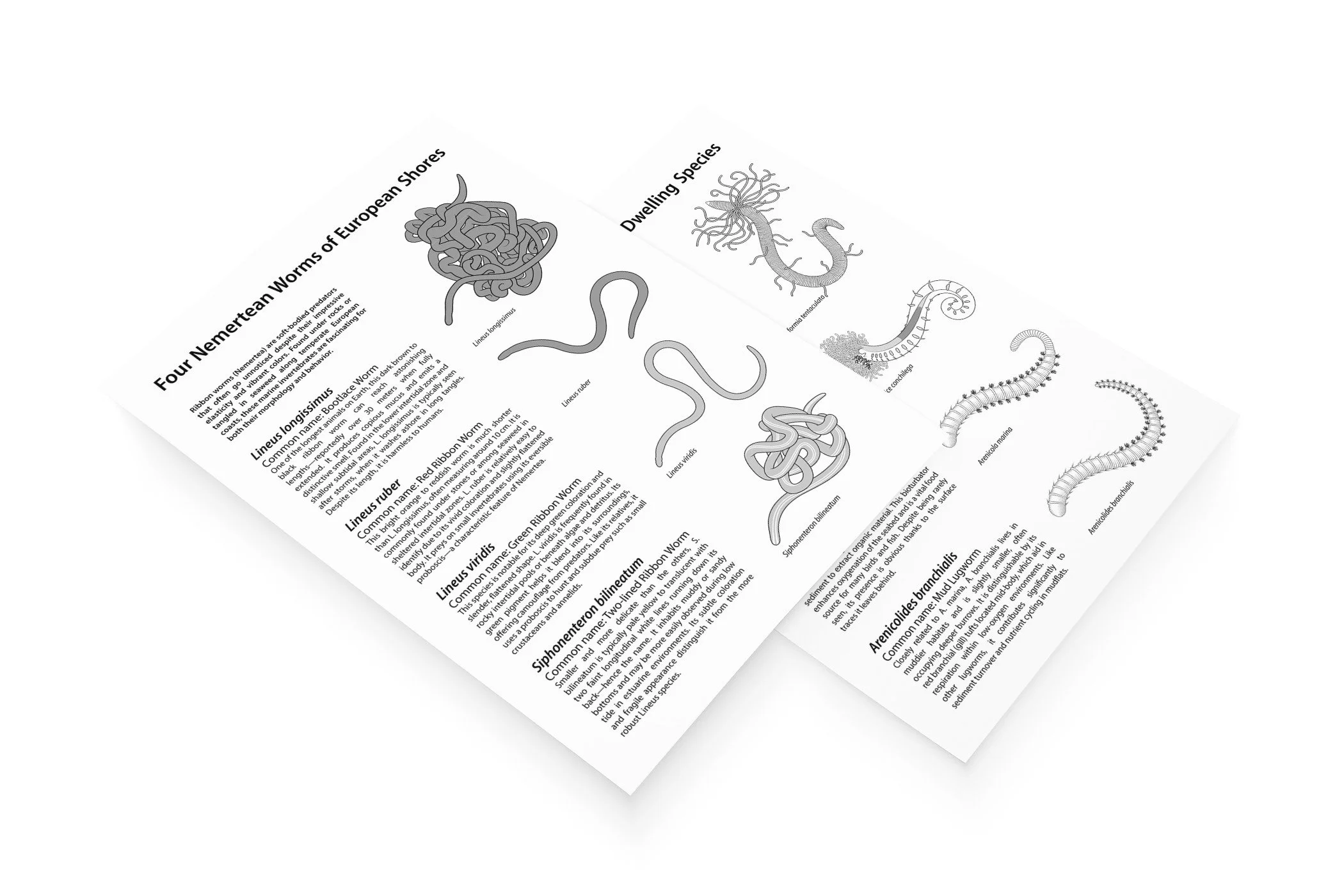 mediamodifier_image (27).jpeg