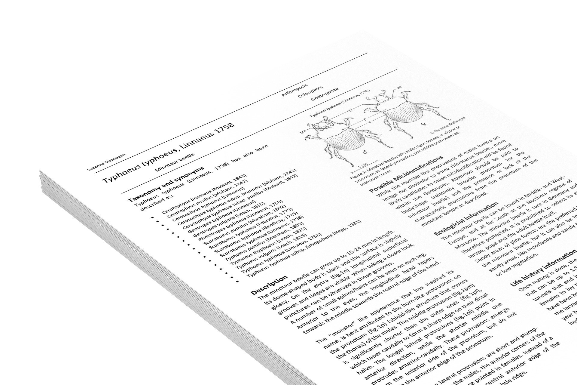 mediamodifier_image (11).jpeg