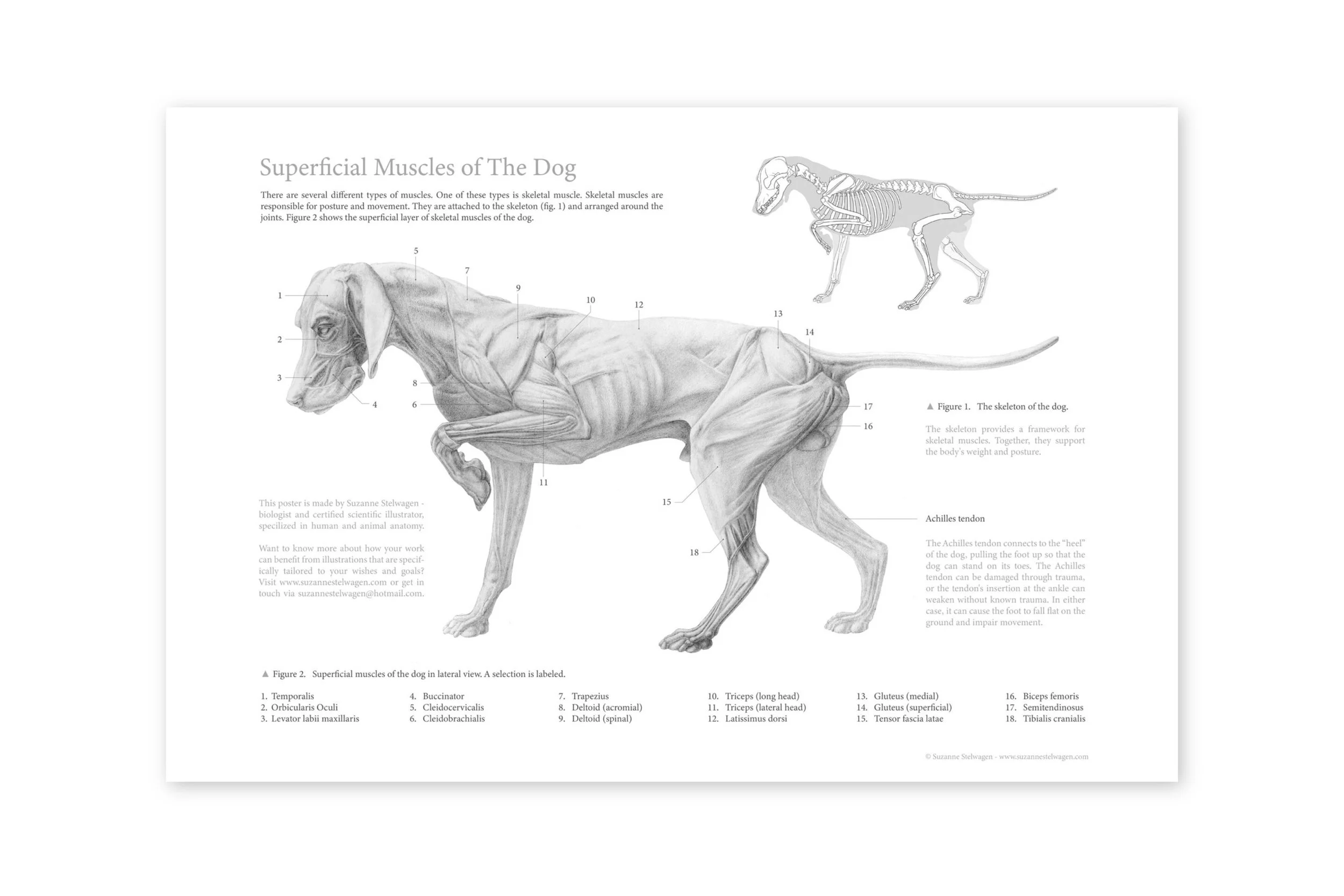 dog poster wit-02.jpg