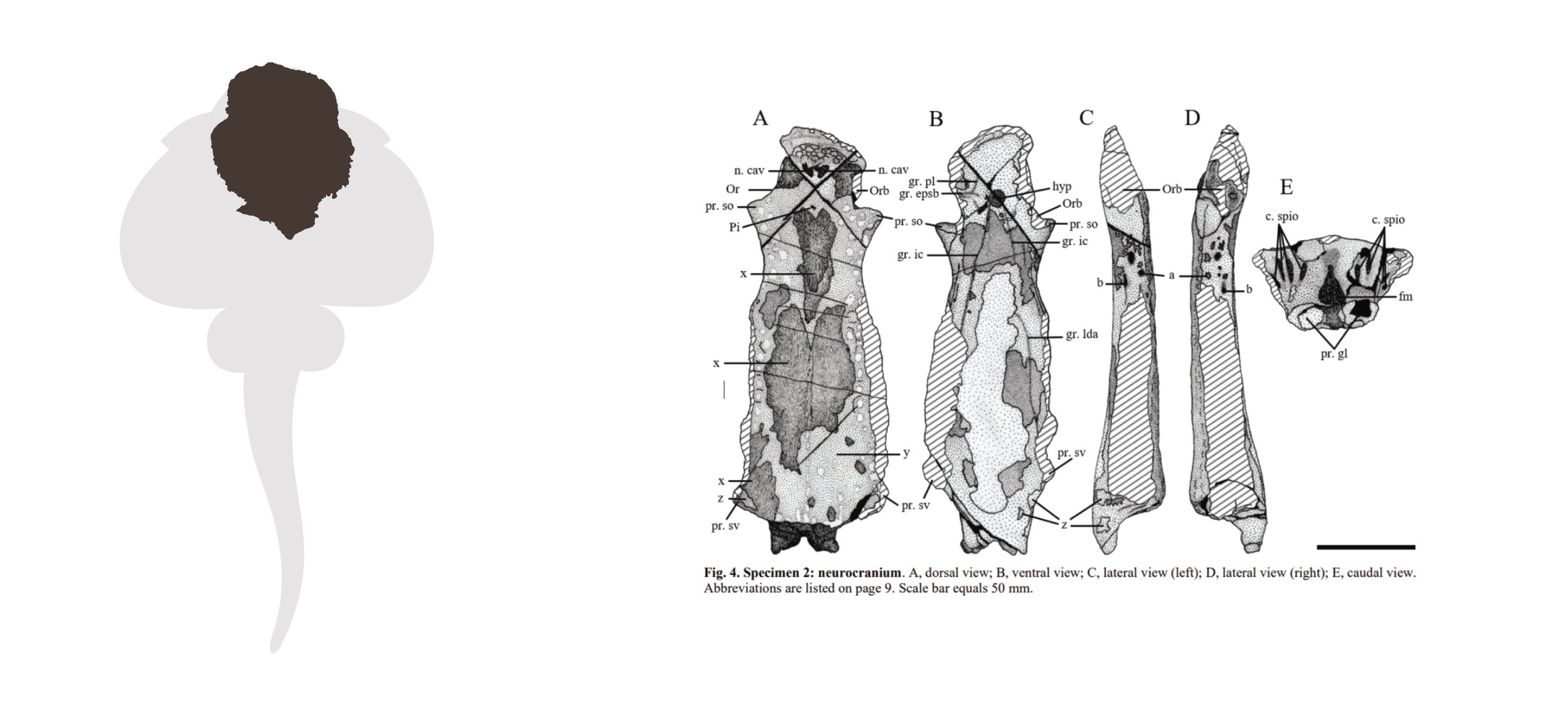 rhenanid stuff-01.jpg