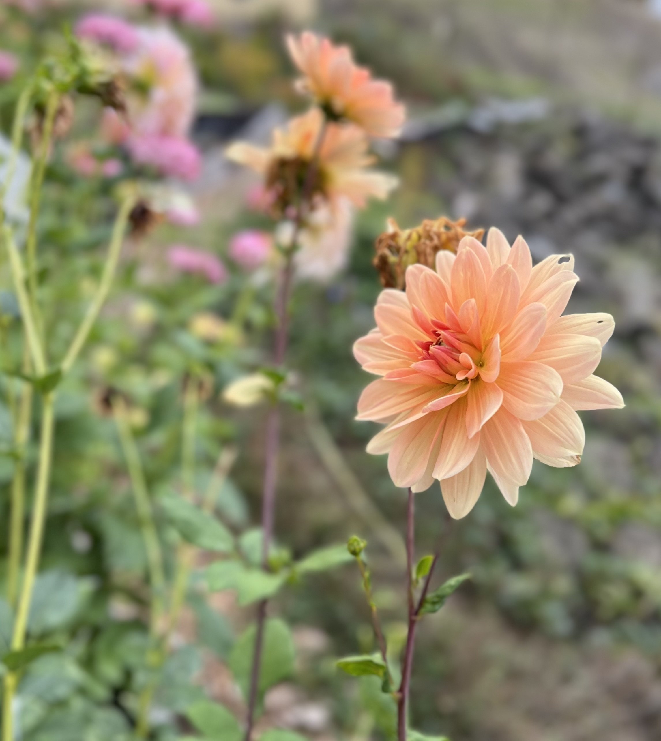 IMG_1294.jpeg