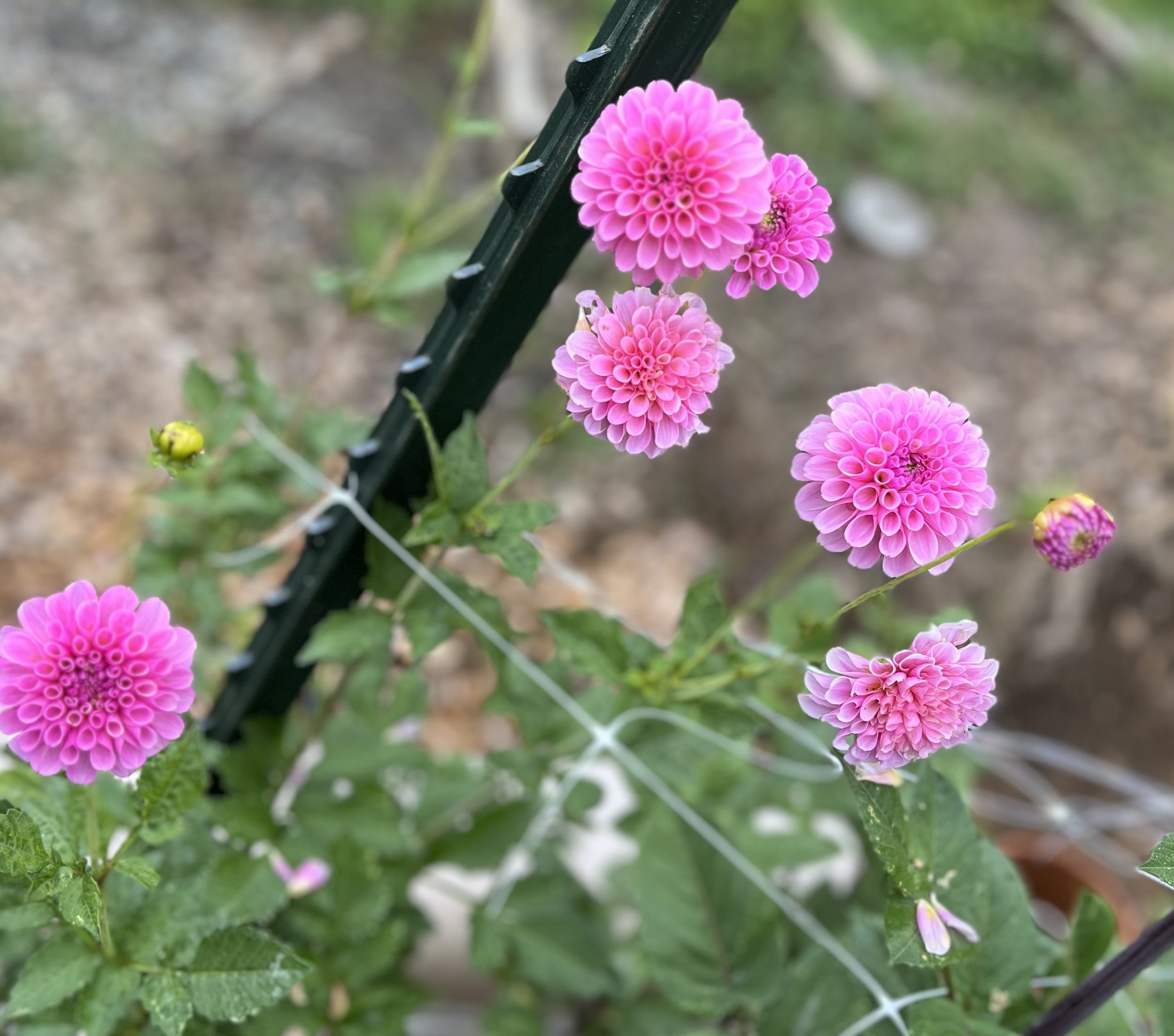 IMG_1290.jpeg