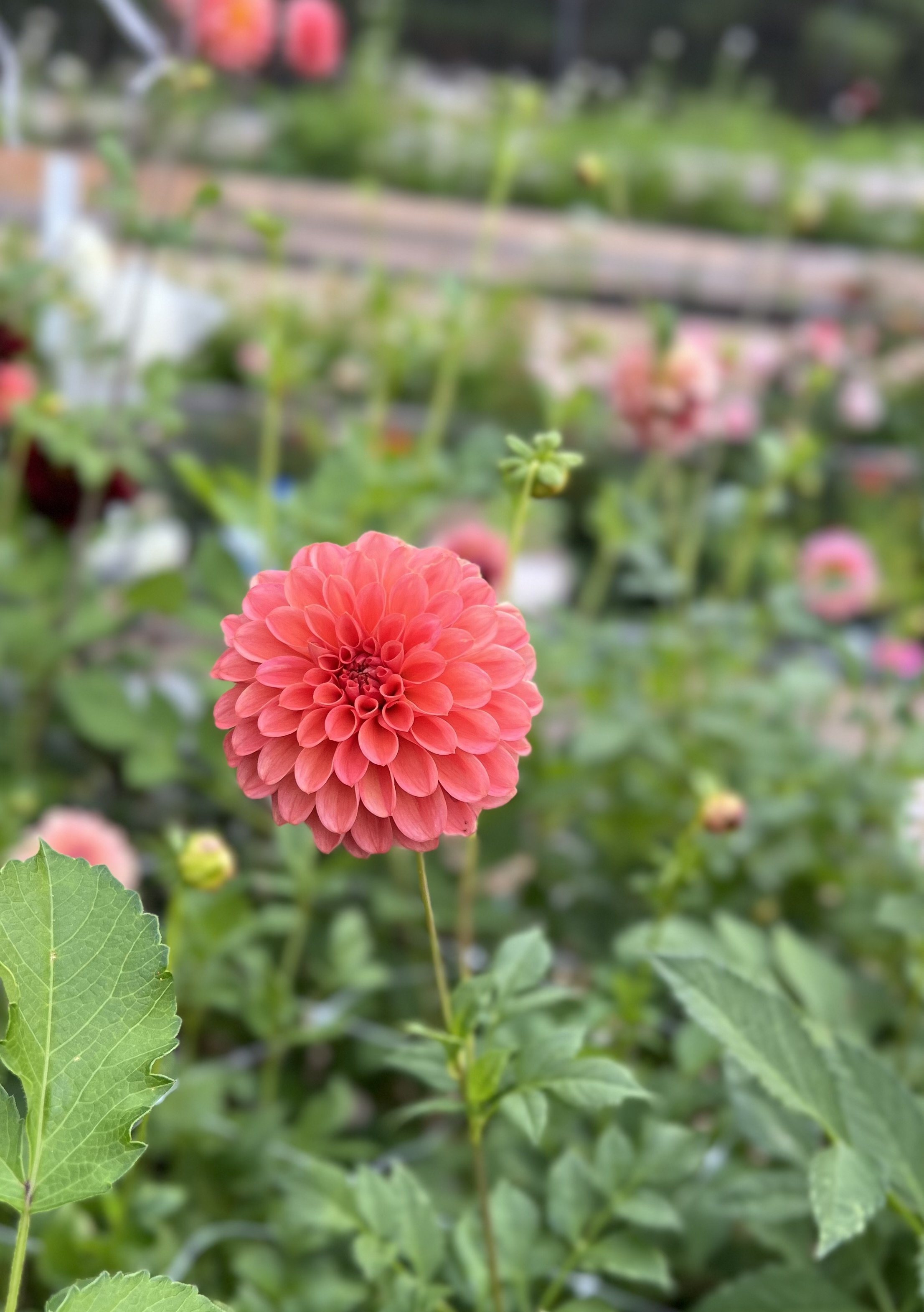 IMG_0672.jpeg