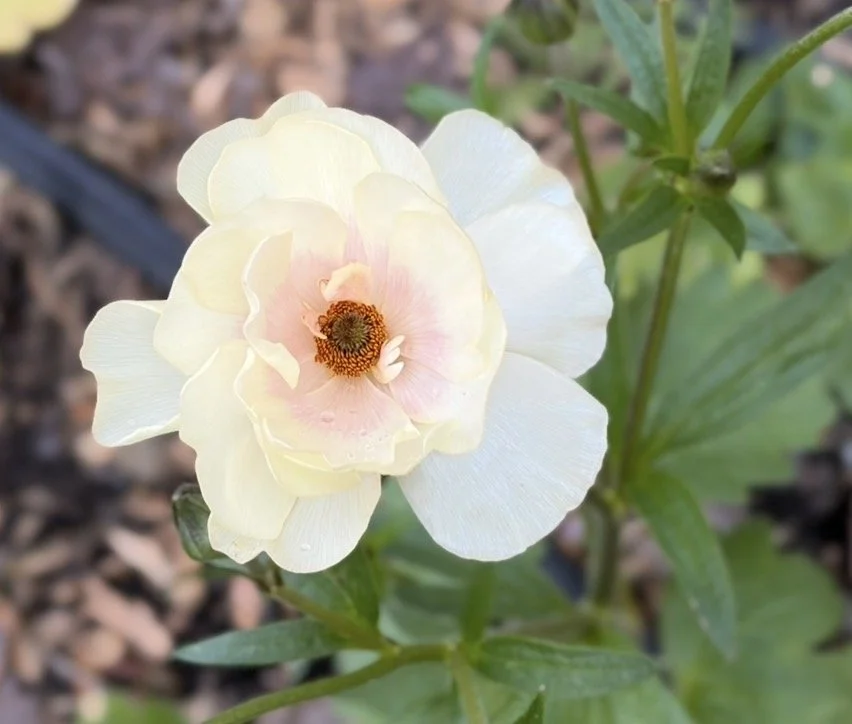 Butterfly Ranunculus Keramos 5 Corms
