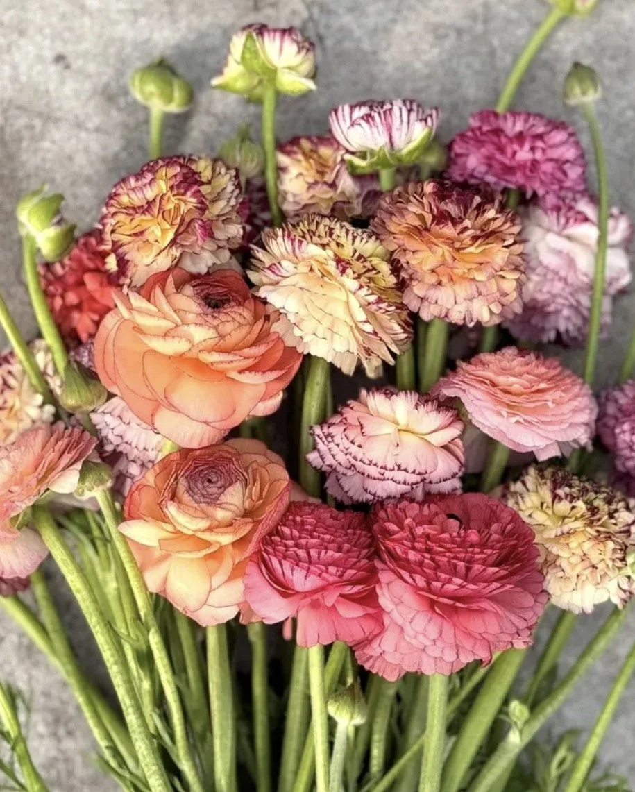 Ranunculus Elegance Pastello Striato 10 Corms