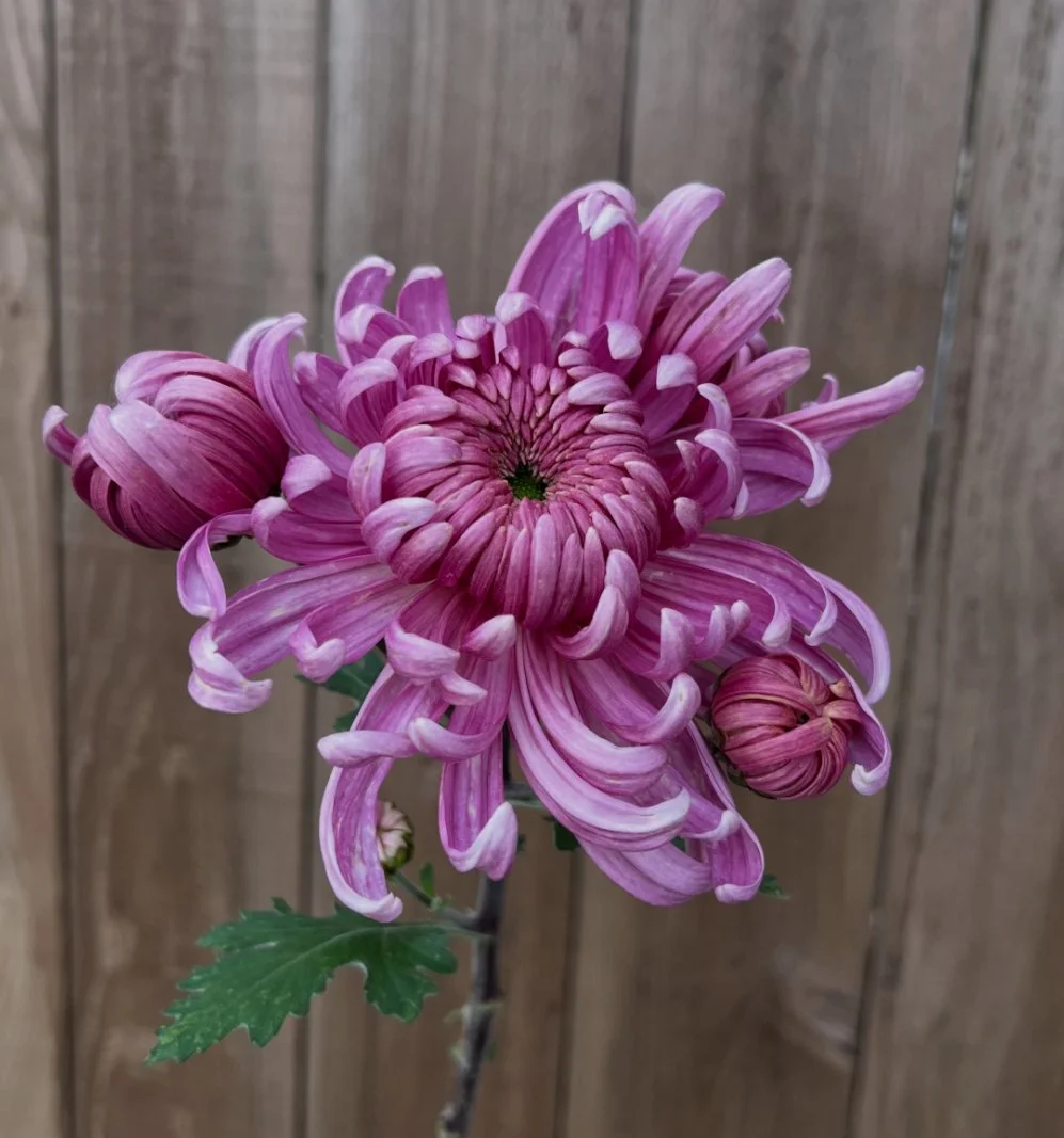 Chrysanthemum Jefferson Park