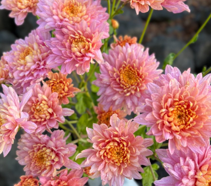 Chrysanthemum Annie Girl