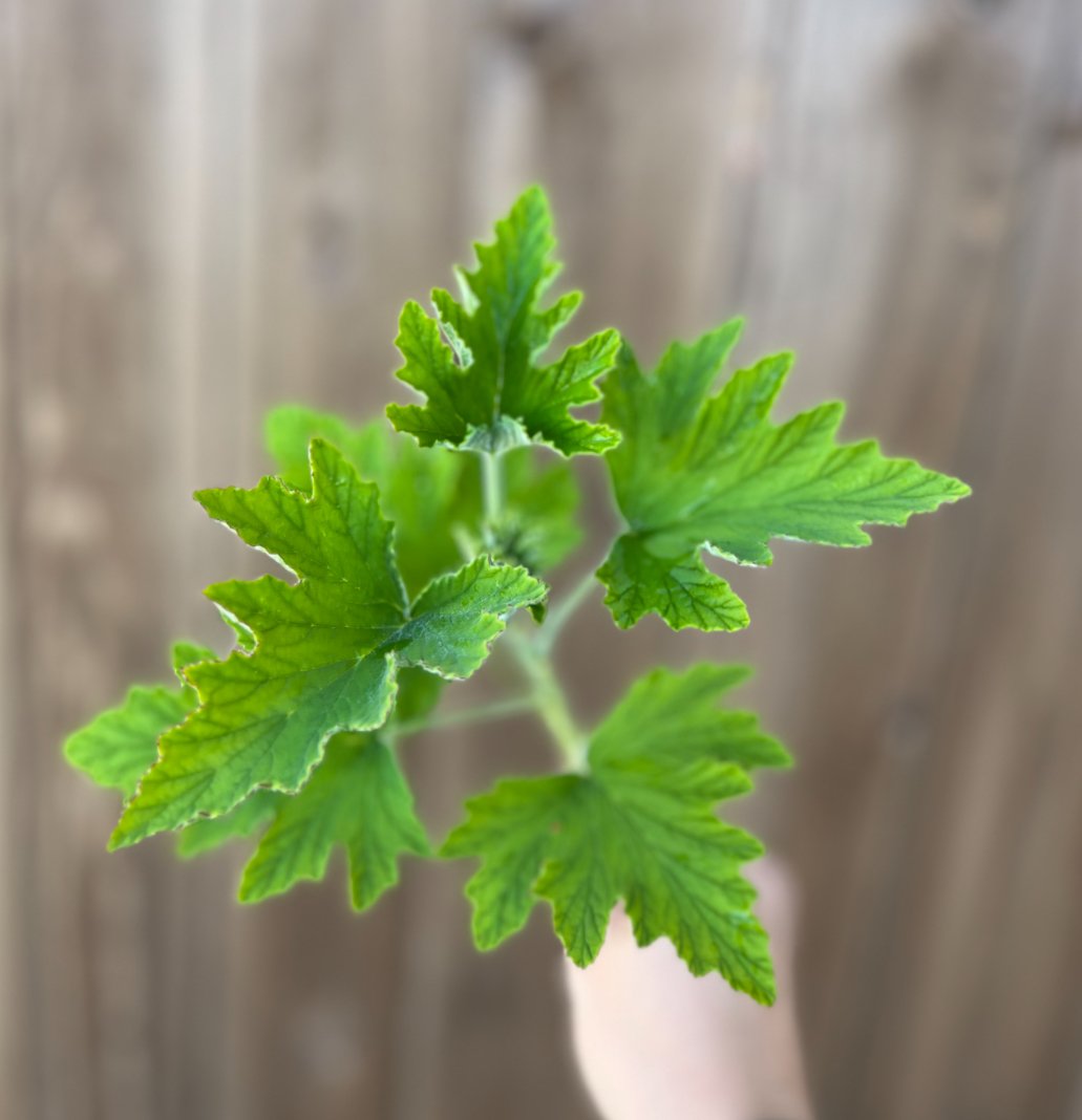 Scented Geranium Lemon Kiss