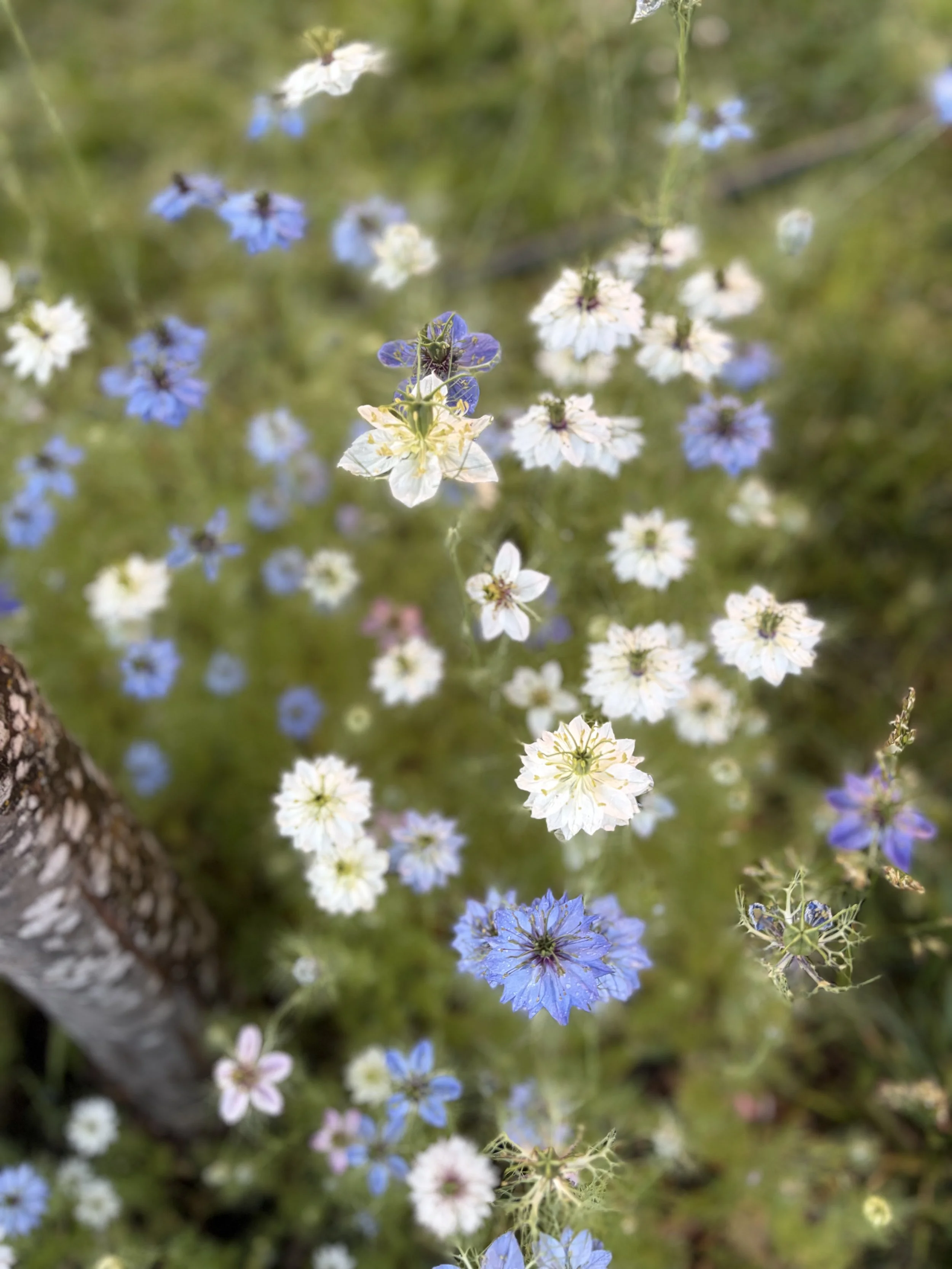 Nigella Mix
