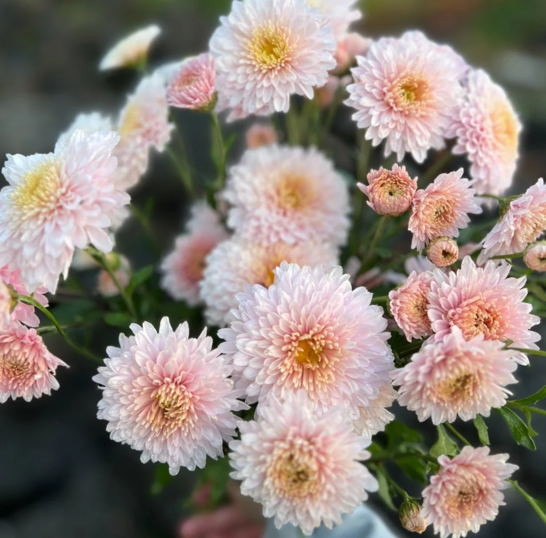 Chrysanthemum Helen Mae