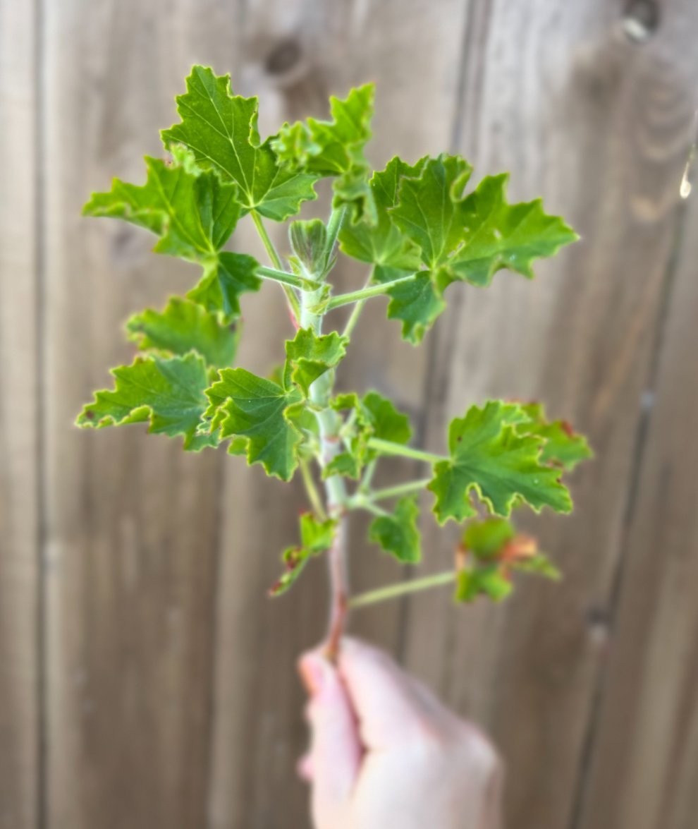 Scented Geranium Lime