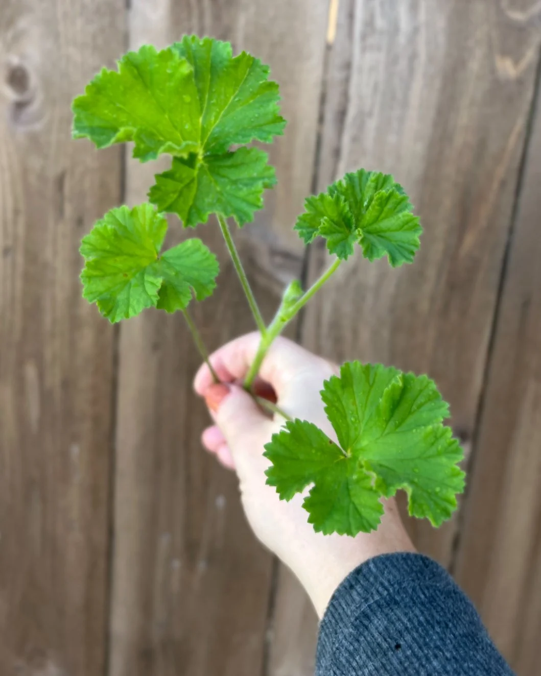 Scented Geranium Pineapple