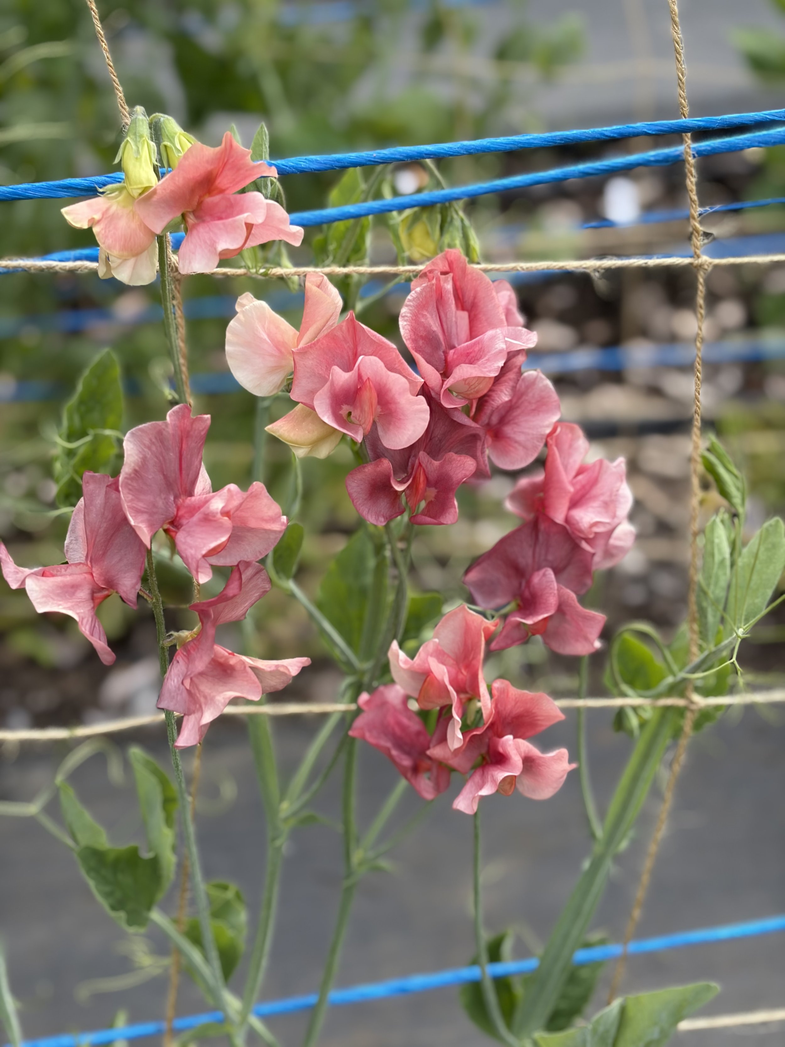 Sweet Pea Kings Ransom