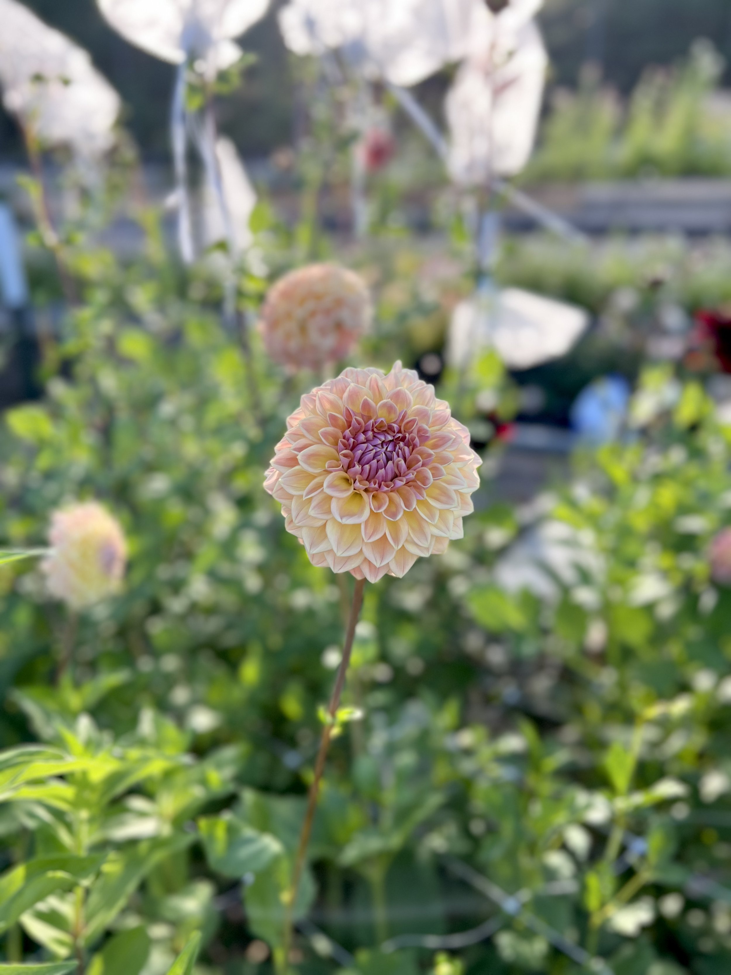 IMG_0017.jpeg