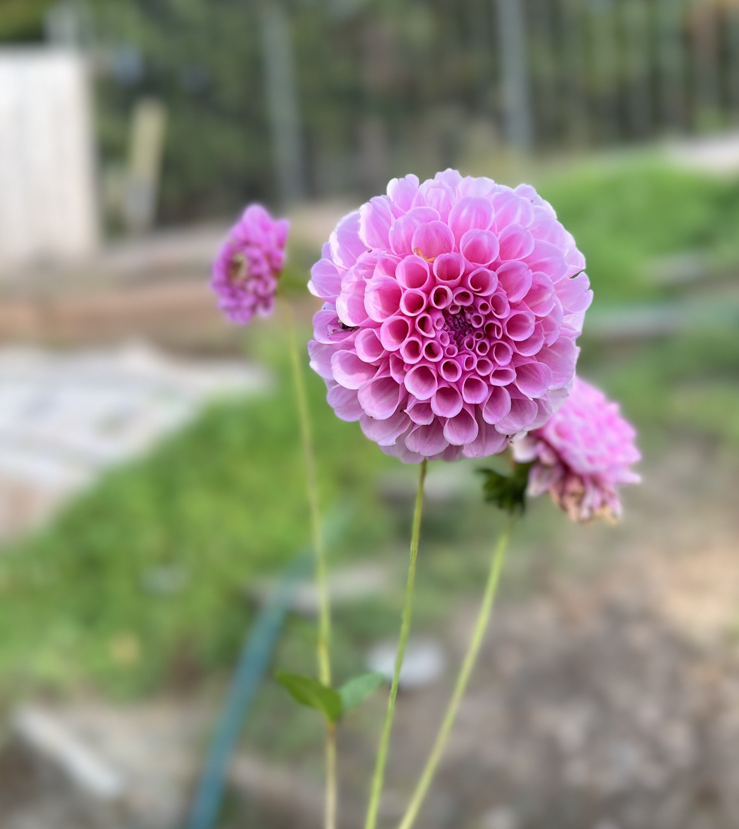 IMG_0681.jpeg