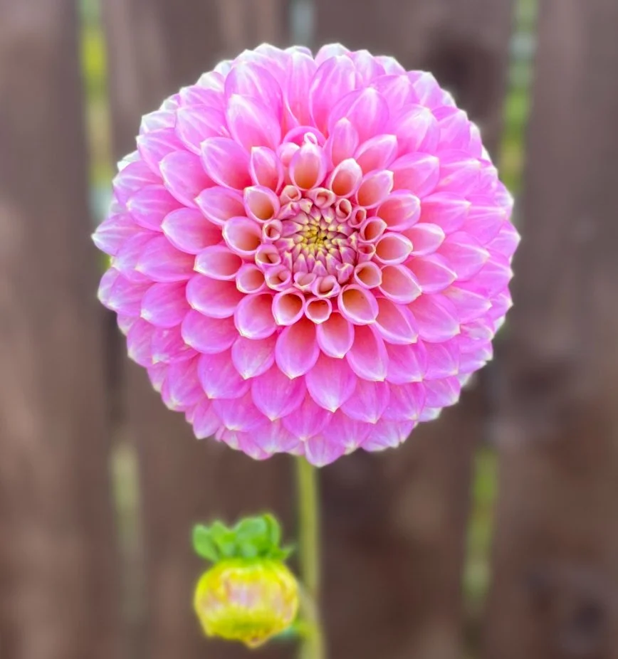 Skipley Spot Of Gold