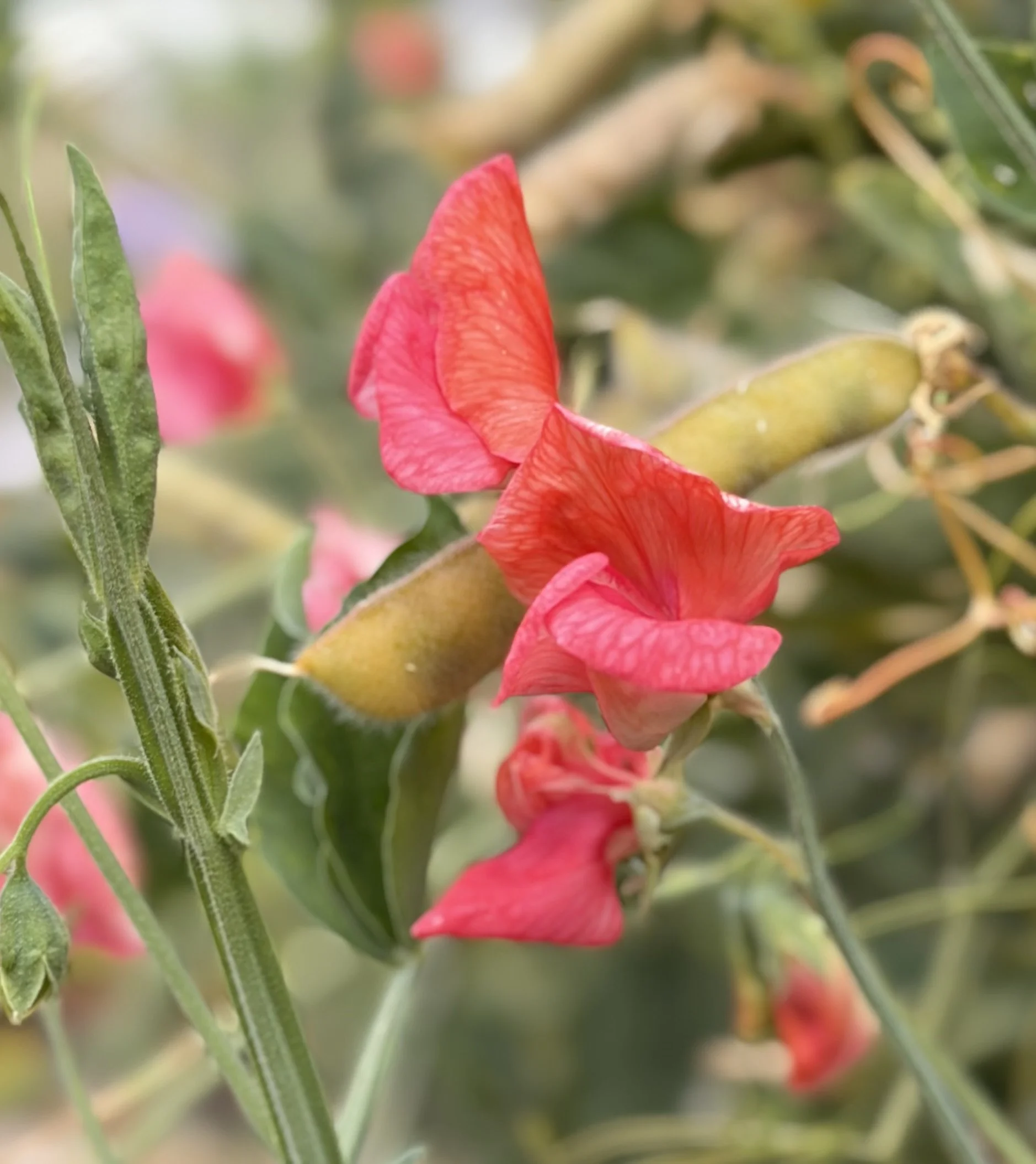 Sweet Pea Prince of Orange