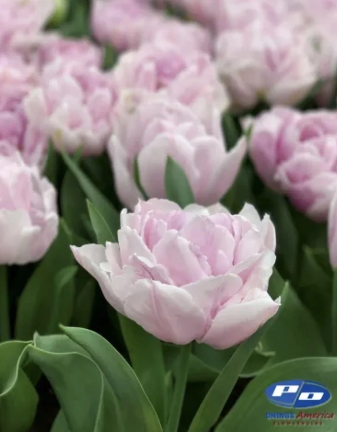 Tulip Katinka 10 bulbs