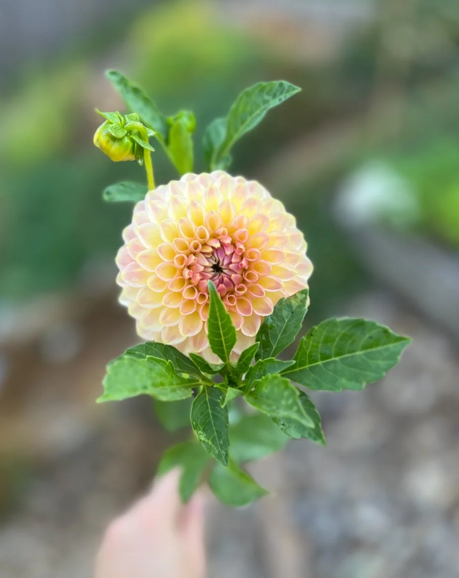 20th Ave Softer Peach