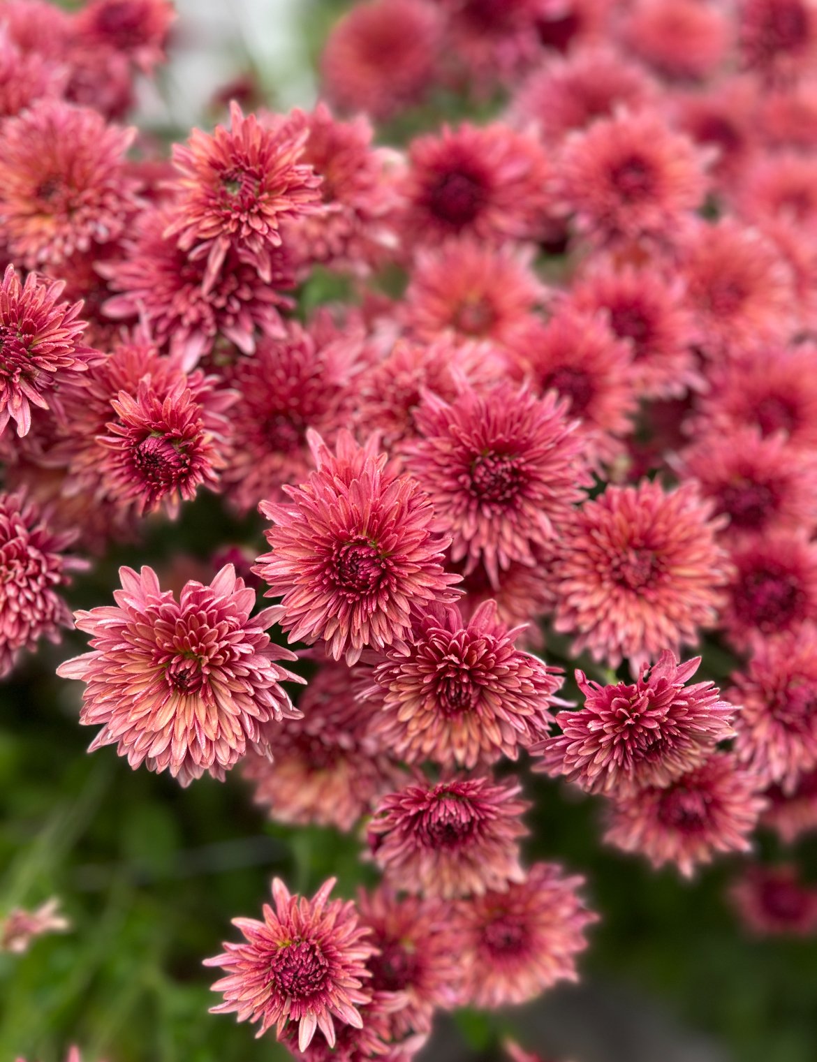 Chrysanthemum Royal Glamour