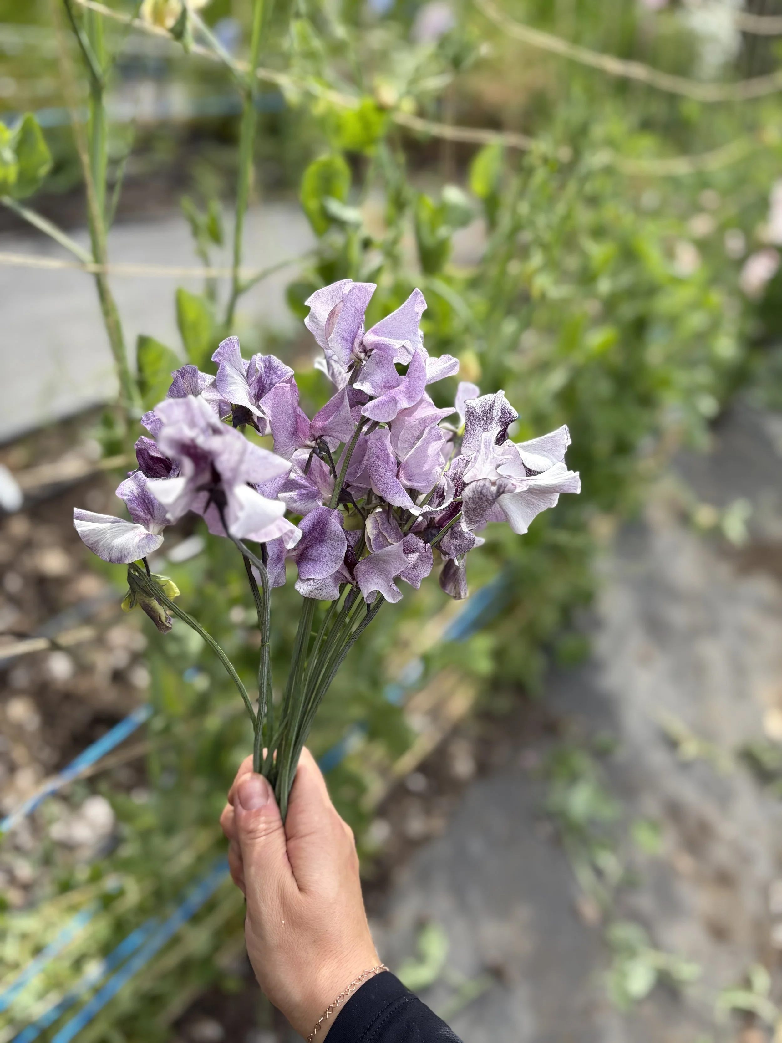 IMG_3707.jpeg