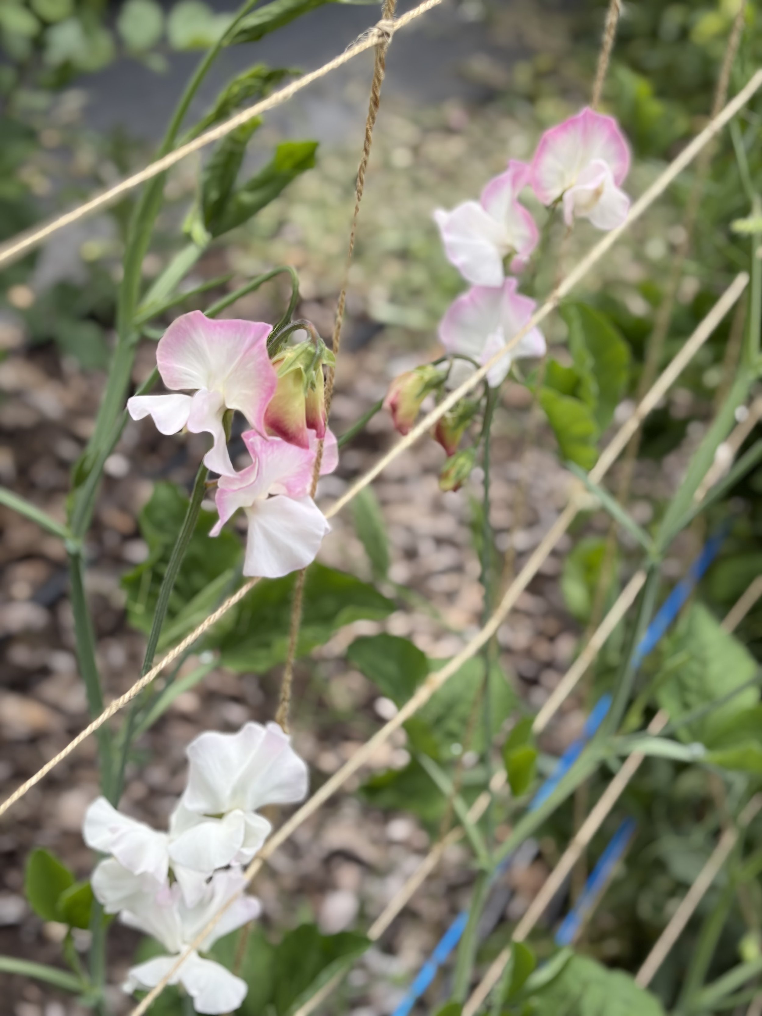 IMG_3772.jpeg