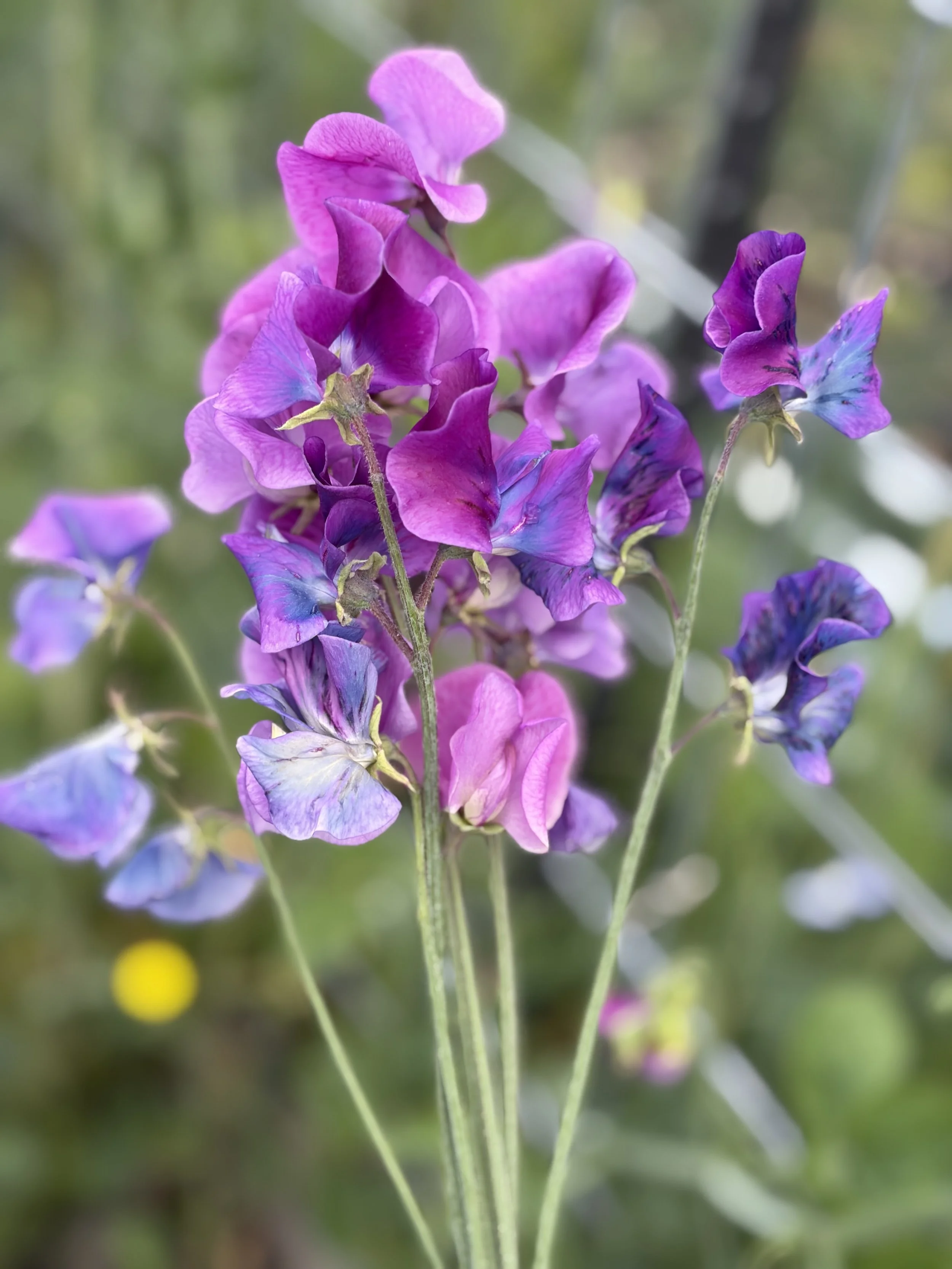 Sweet Pea Blue Shift